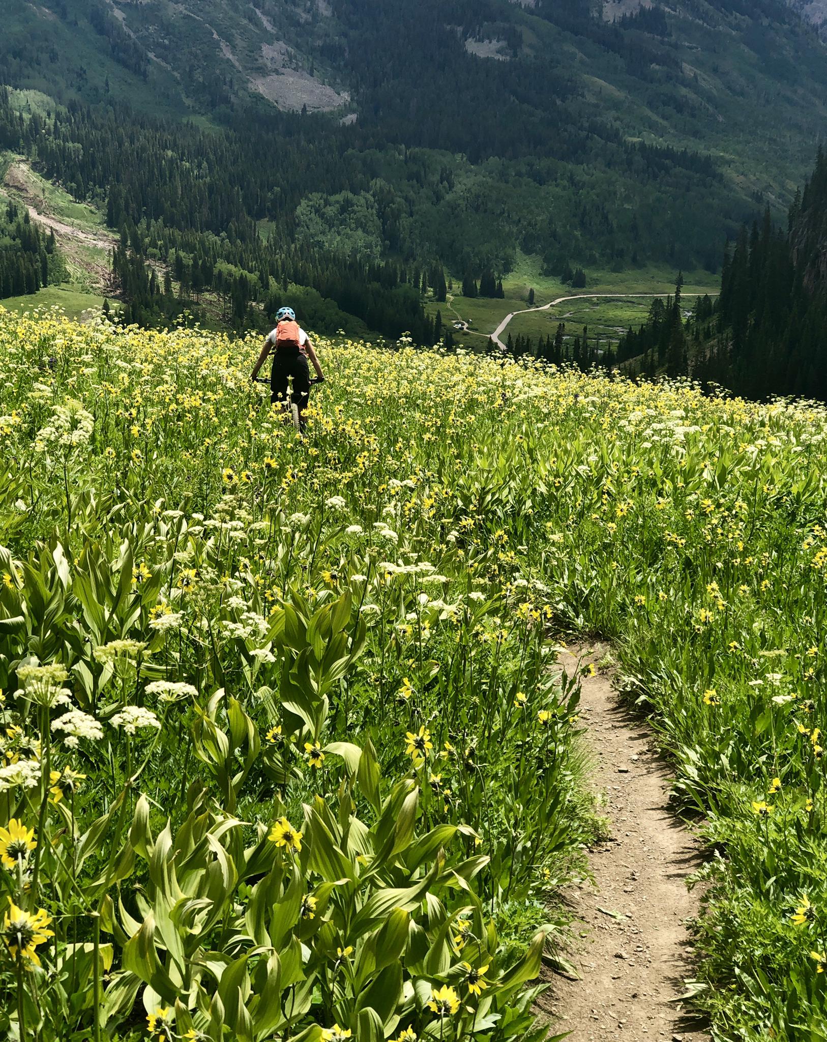 A person mountain bikes down a steep, flower-covered hillside on a sunny day.