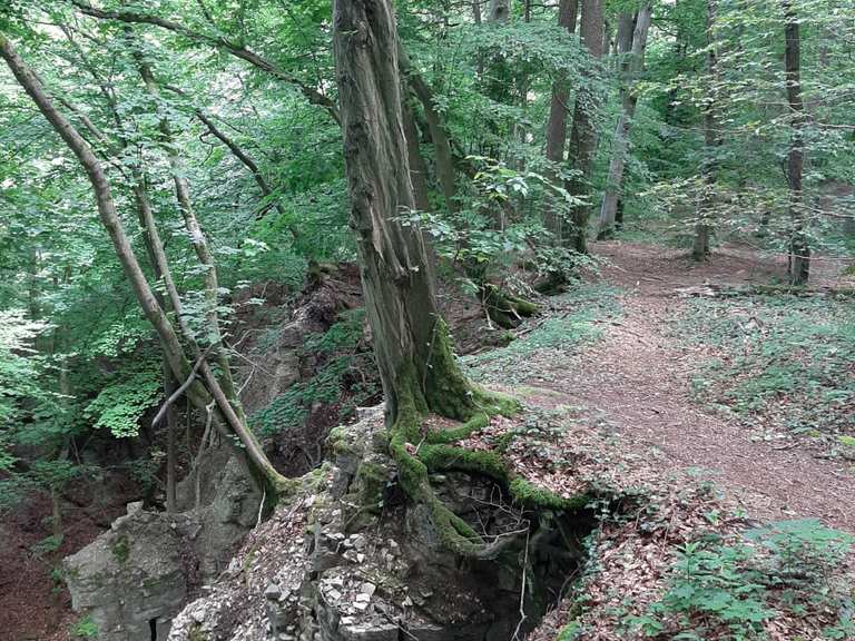 Stadtwald Göttingen Wildgehege loop from Göttingen hike Komoot