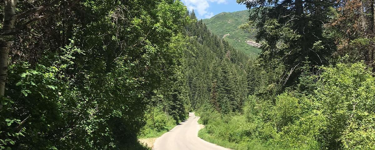 Sunny dirt road winding through a dense green forest with distant mountains.