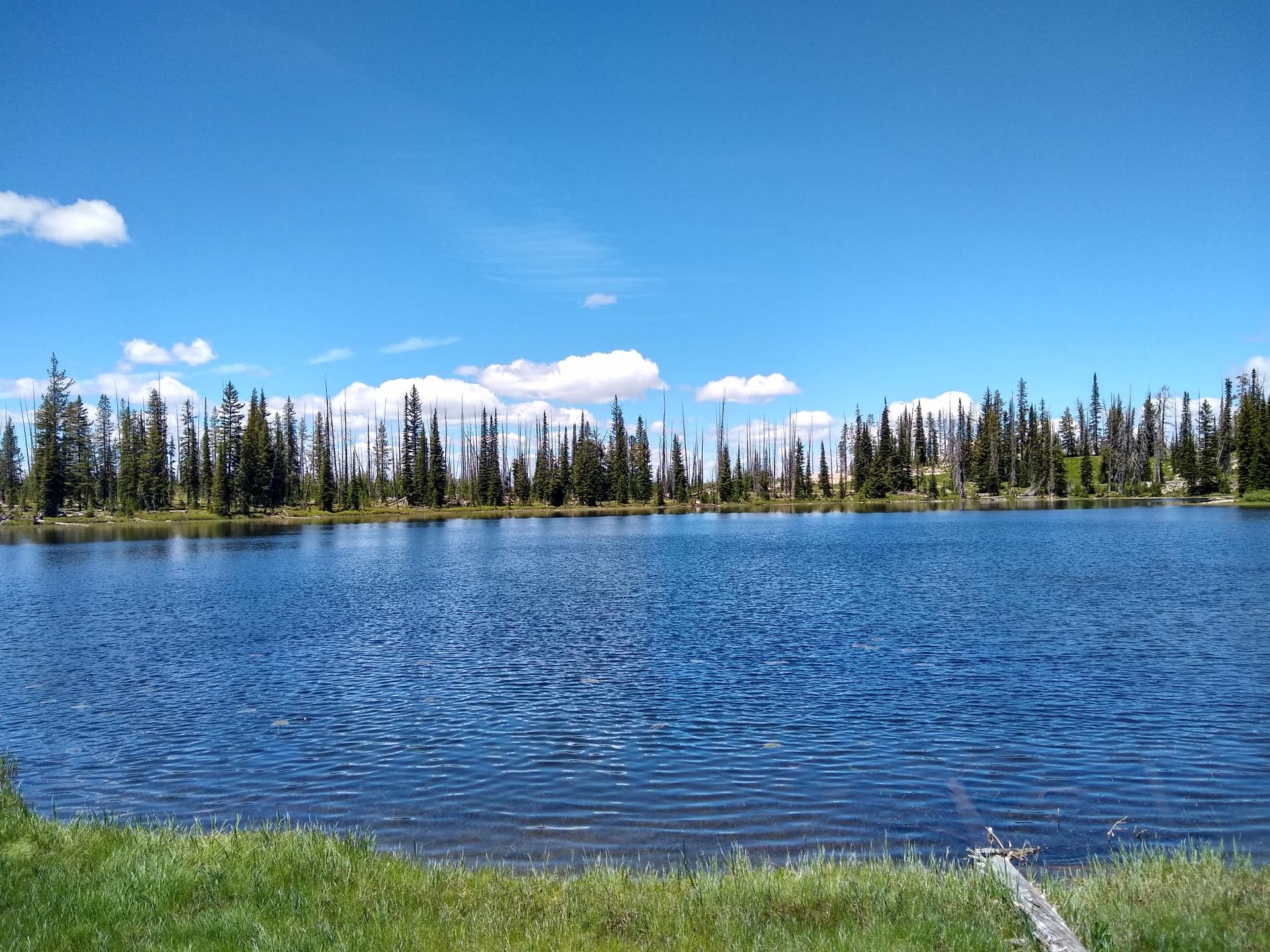 Bright sunny day over a calm blue lake, green grass, and a distant pine forest.