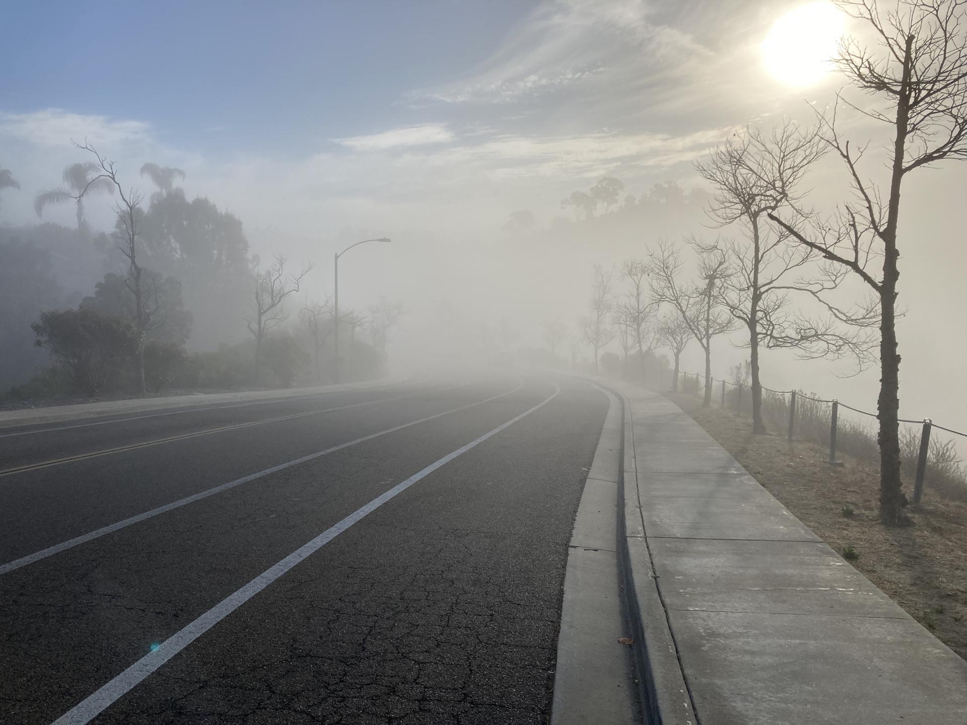 A foggy road and sidewalk with bare trees, bright sun peeking through.