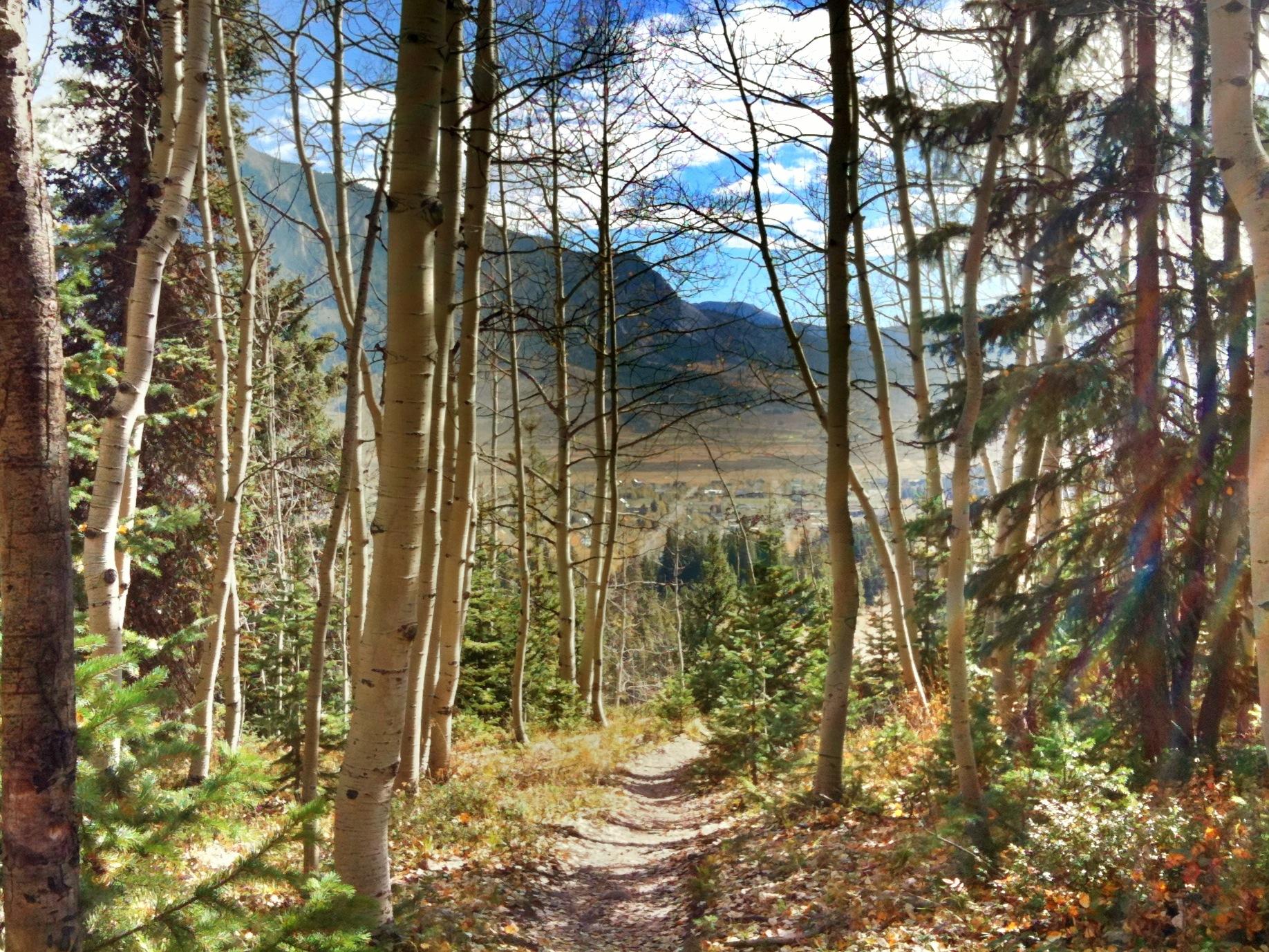 Bright forest path with aspen and pine trees, mountains in distance.