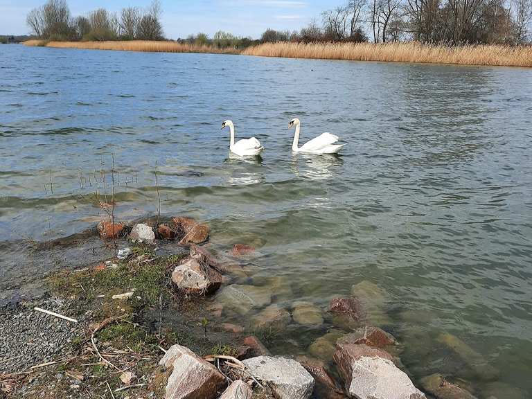 Eschefelder Teiche (Großer Teich) Wanderungen und Rundwege komoot