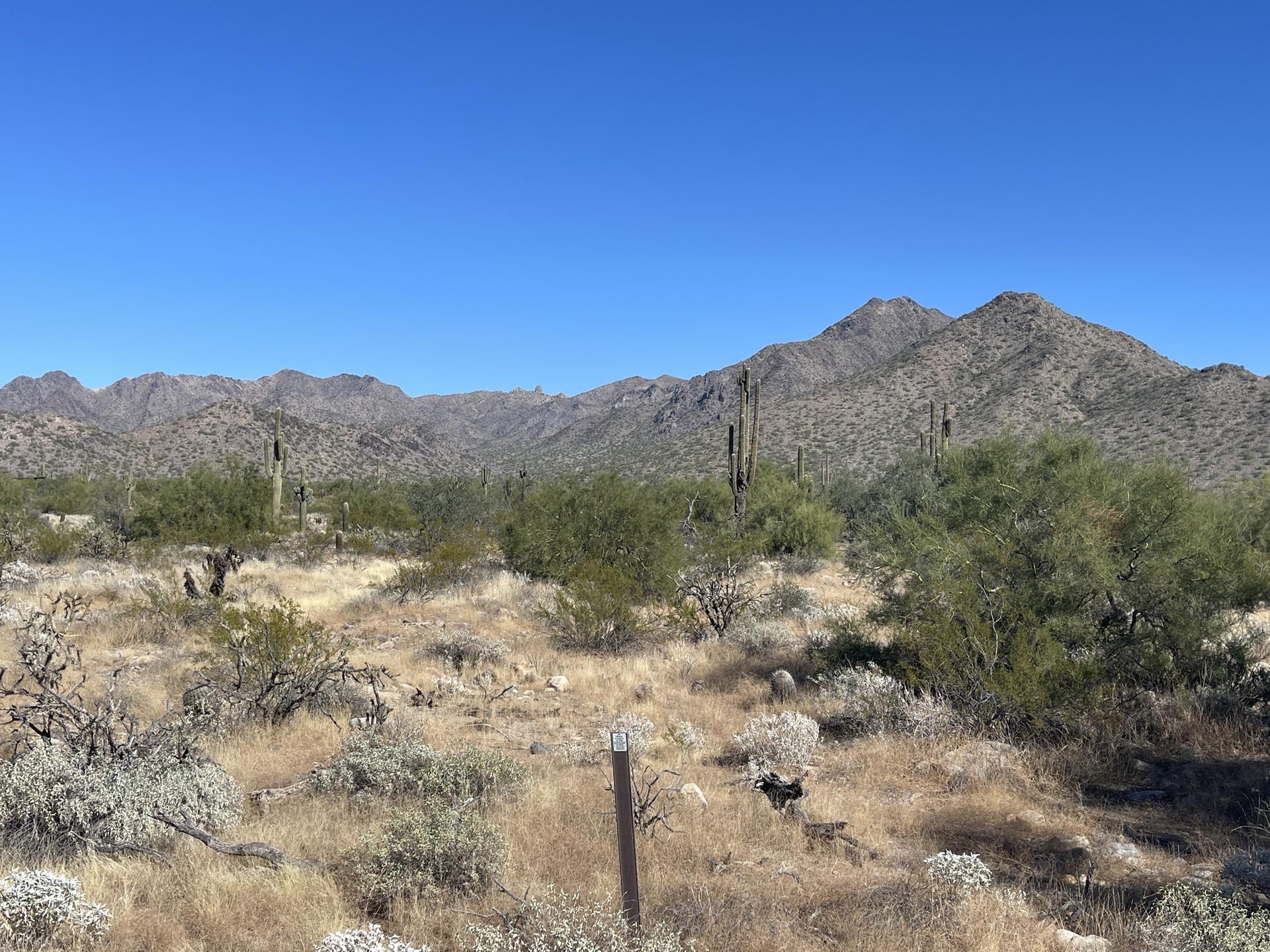 Sunny desert landscape with mountains, saguaro cacti, and dry shrubs.