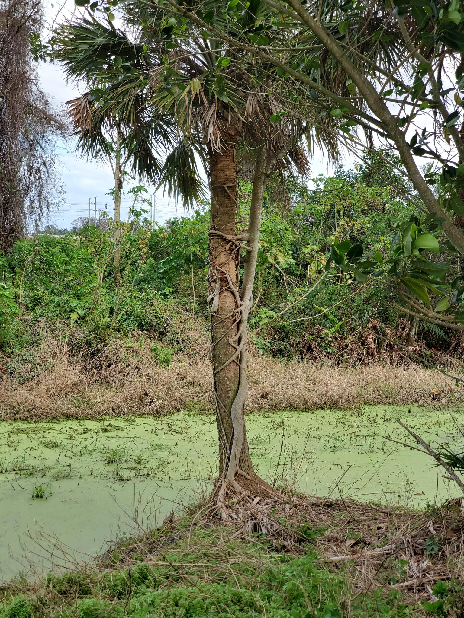 A palm tree with vines stands beside a green, swampy pond.
