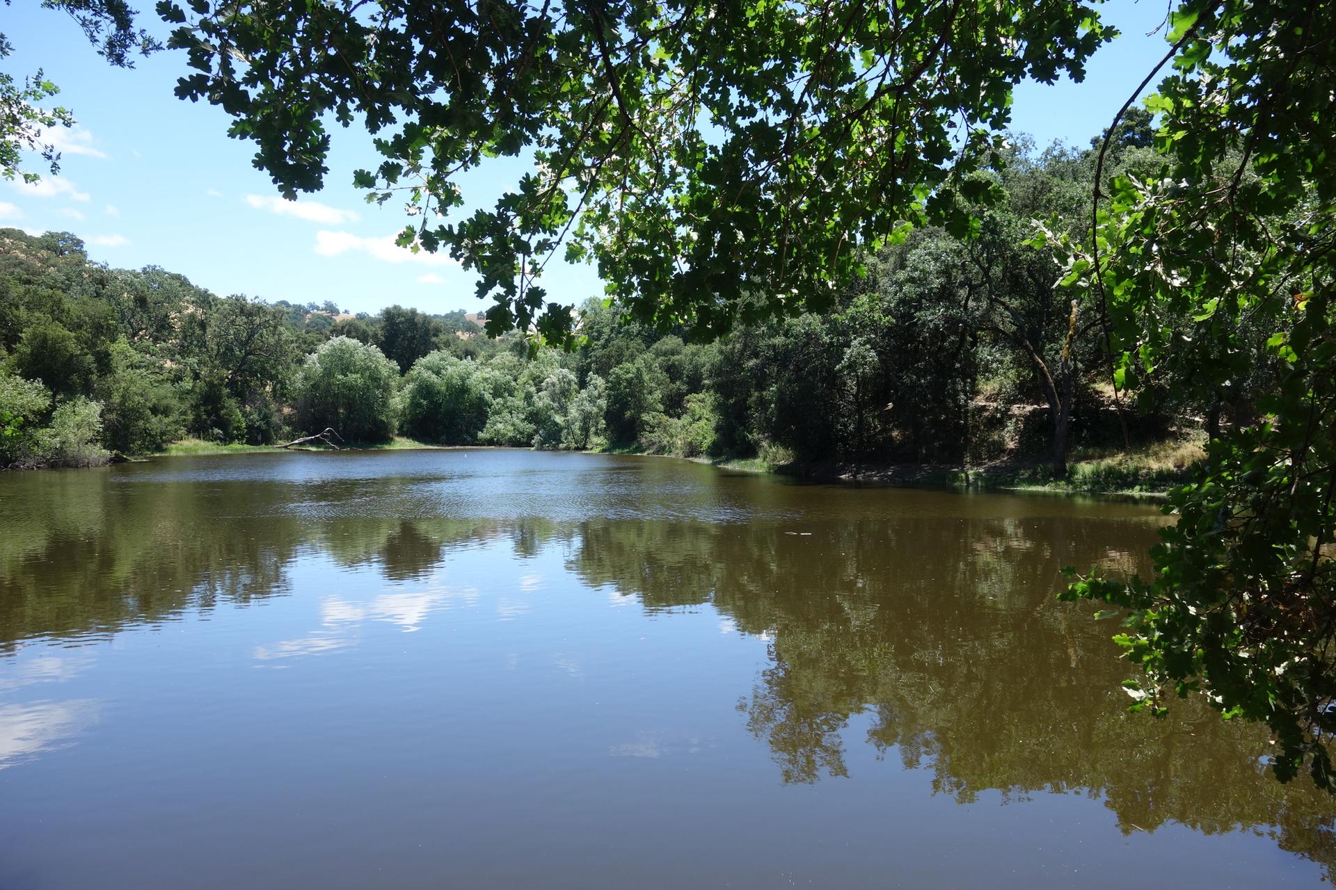 Calm lake reflecting blue sky and green trees on a sunny day.