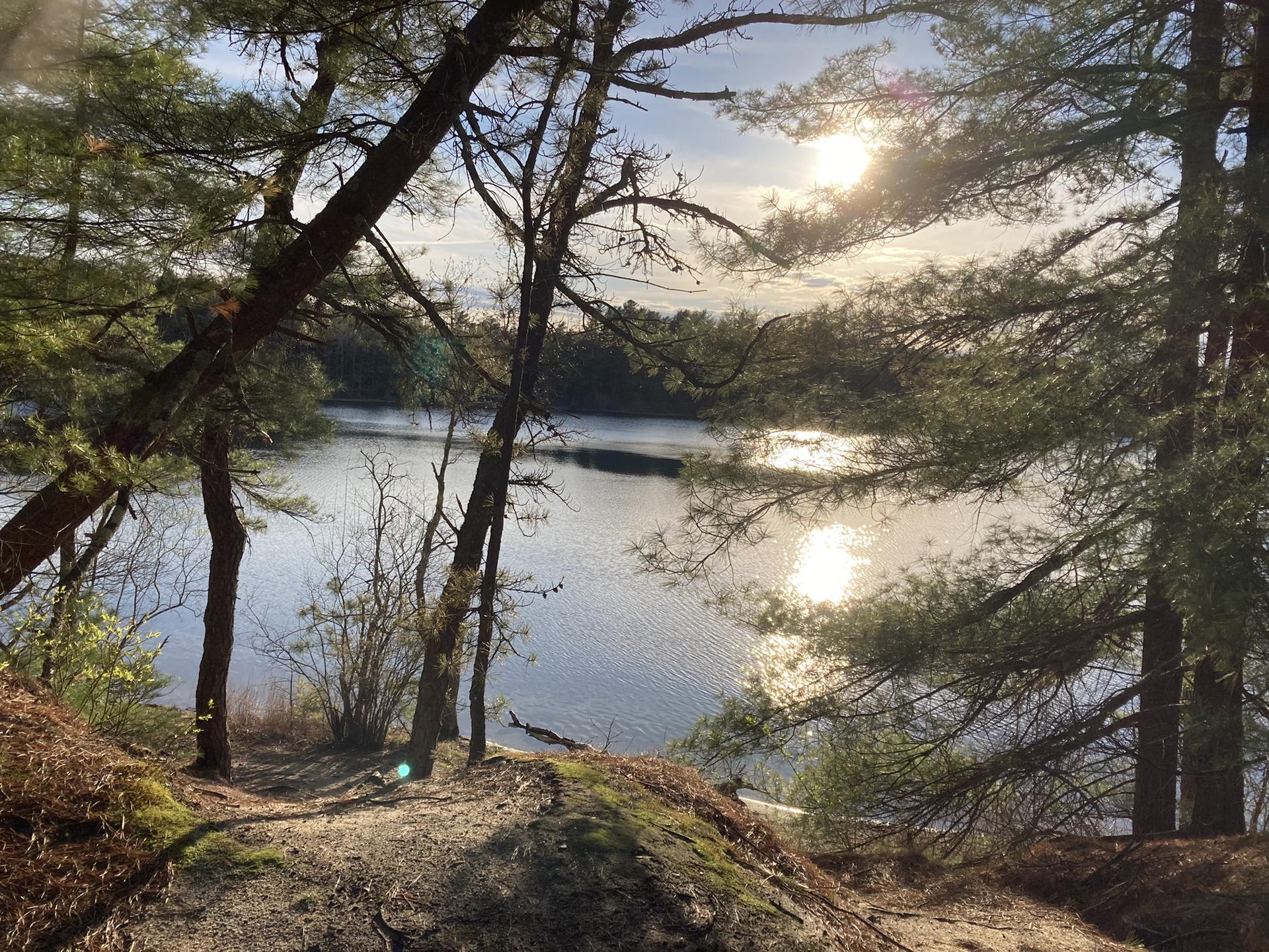 Sunlight glints on a calm lake through pine trees from a wooded bank.