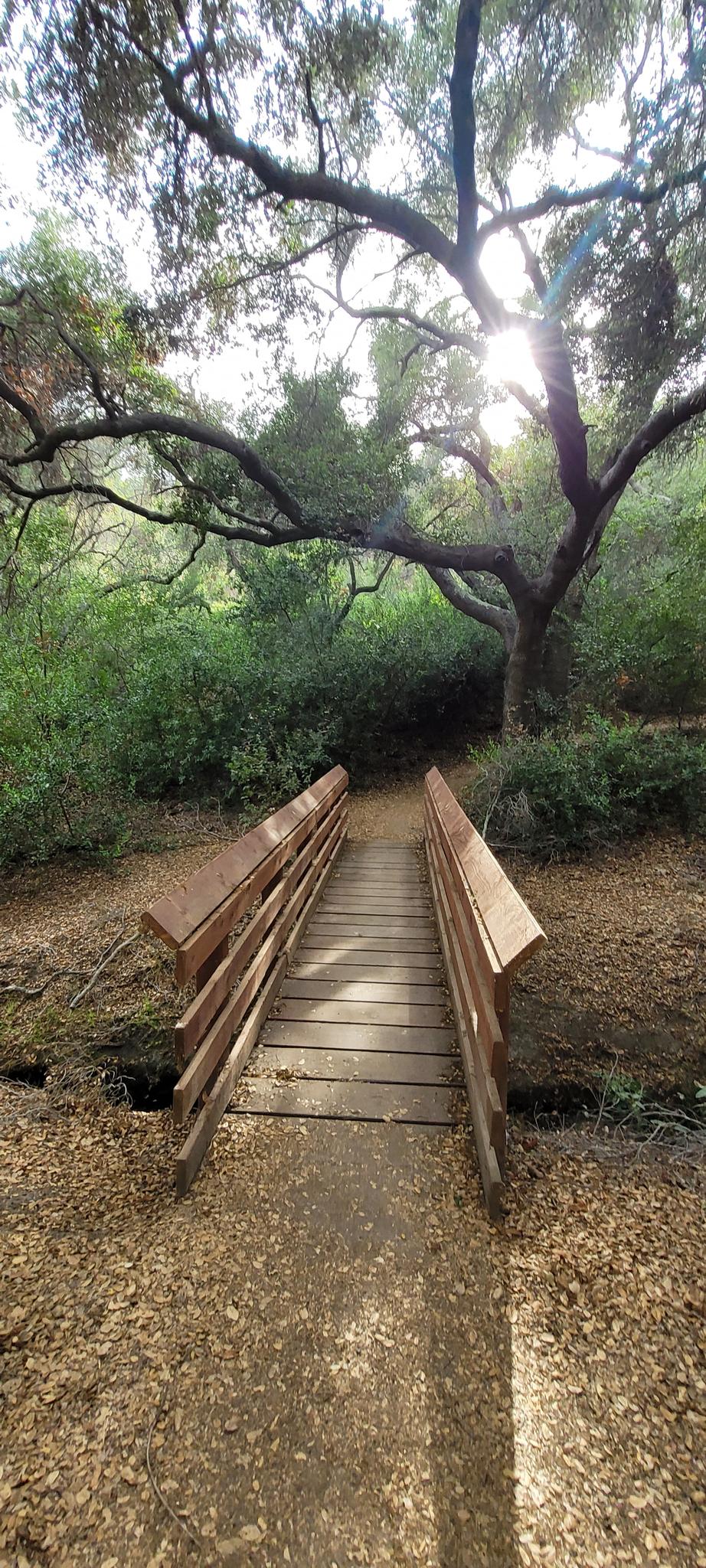 Sun shines through a large tree over a wooden footbridge on a forest path.