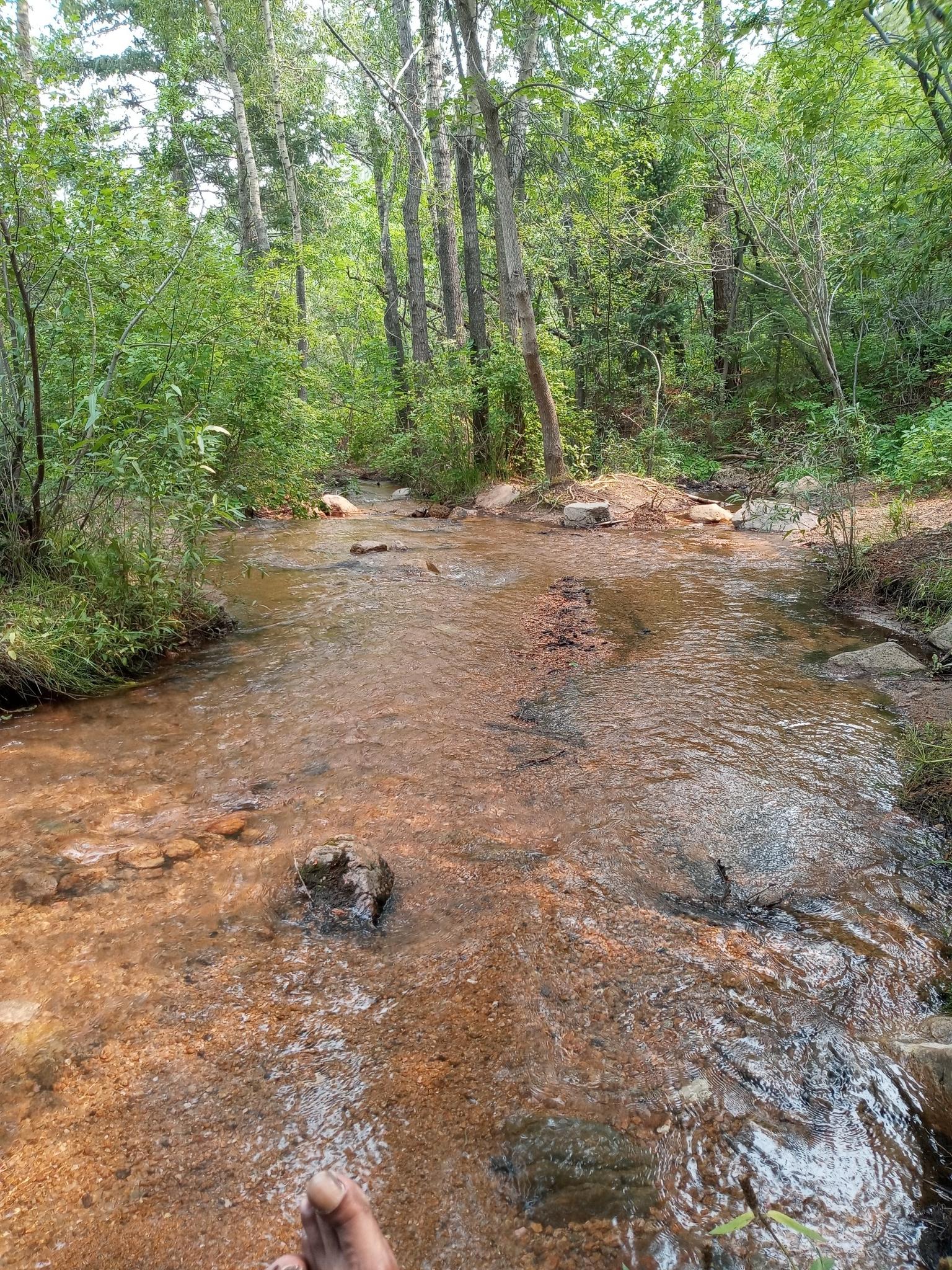 A person's foot in a shallow, clear stream flowing through a green forest.