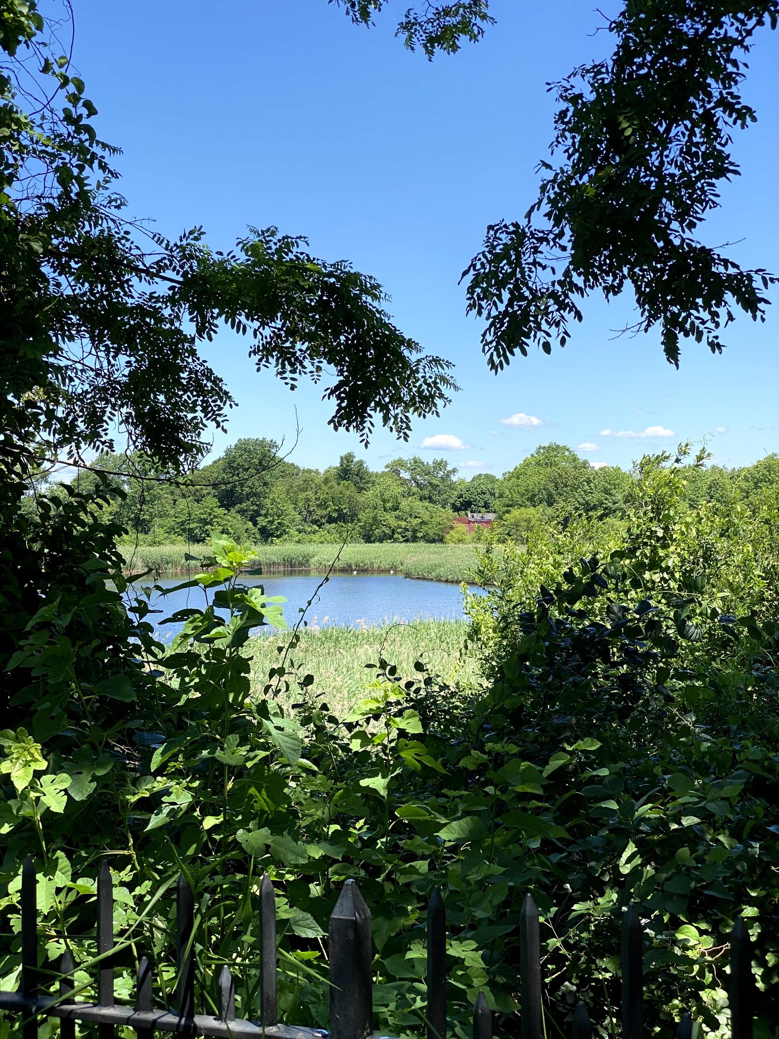 A lake surrounded by dense green foliage and trees, viewed through branches.