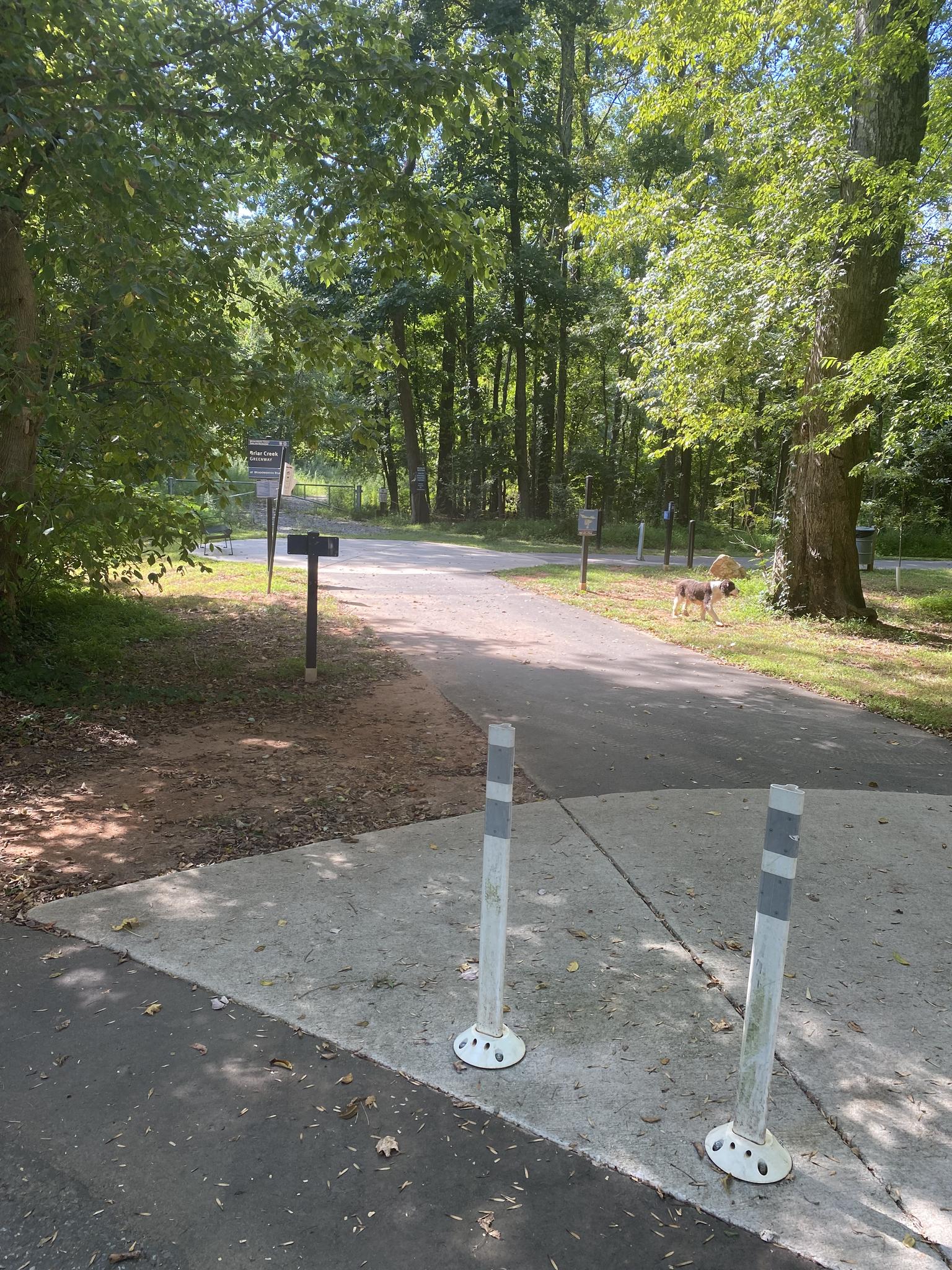 Paved path leading into a forest, with a dog visible in the distance.
