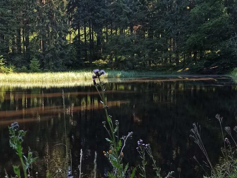 Am Schwarzen Teich Wanderungen und Rundwege komoot