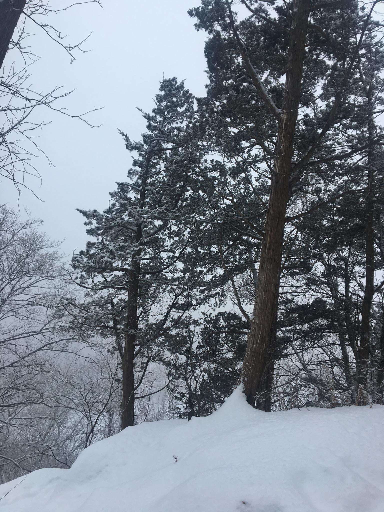 Snow-dusted evergreen trees stand on a snowy slope under a gray, misty sky.