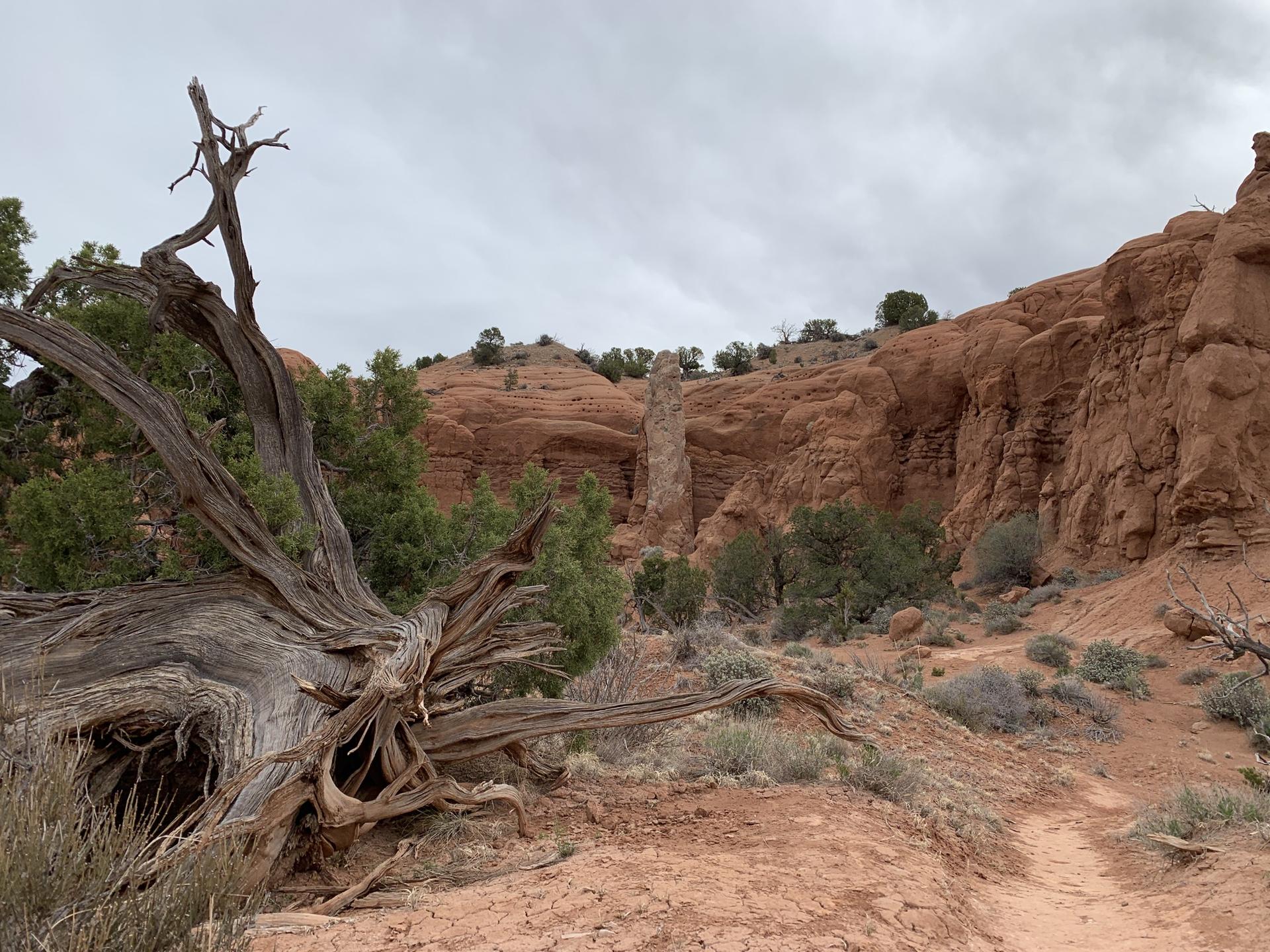 A large fallen tree in a red rock canyon under an overcast sky.