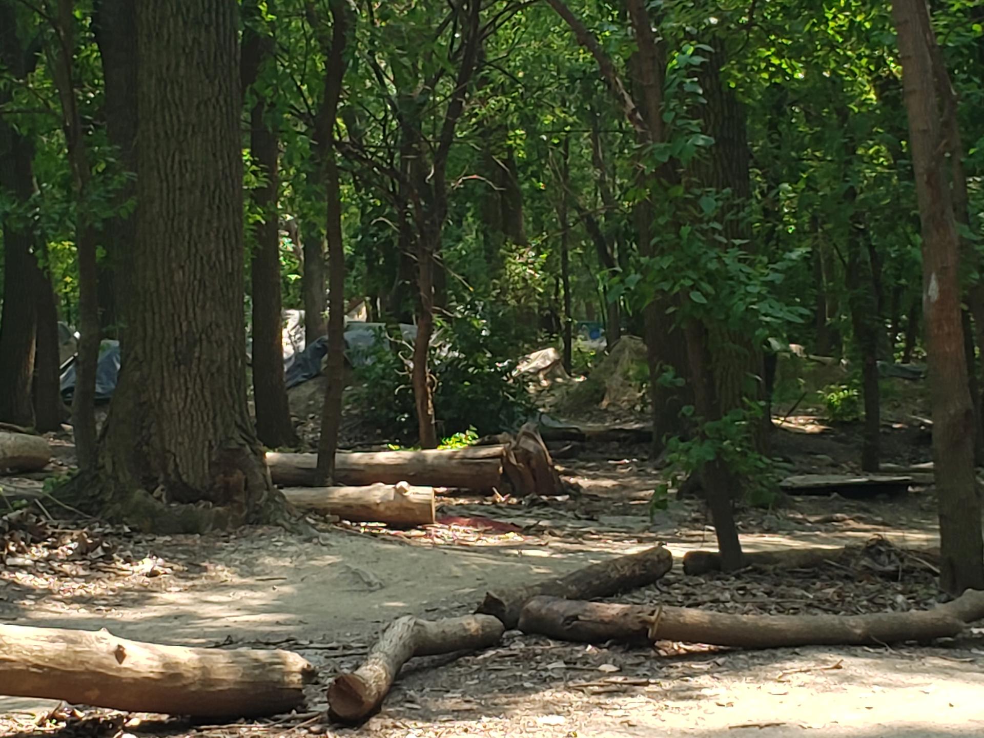 Fallen logs and dirt paths wind through a dense, shaded forest.