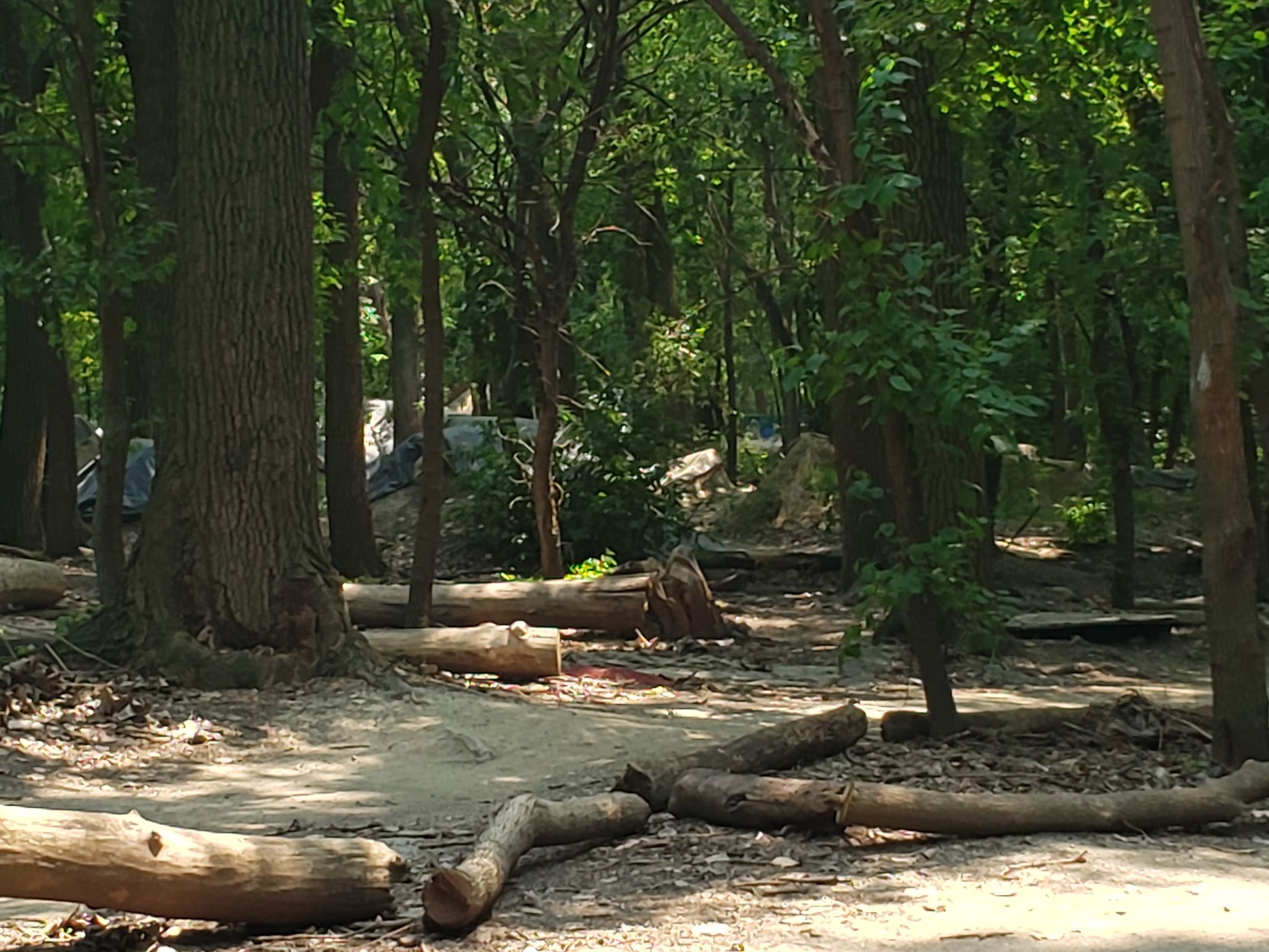 Fallen logs and dirt paths wind through a dense, shaded forest. - North Branch and North Shore Channel Trail Loop
