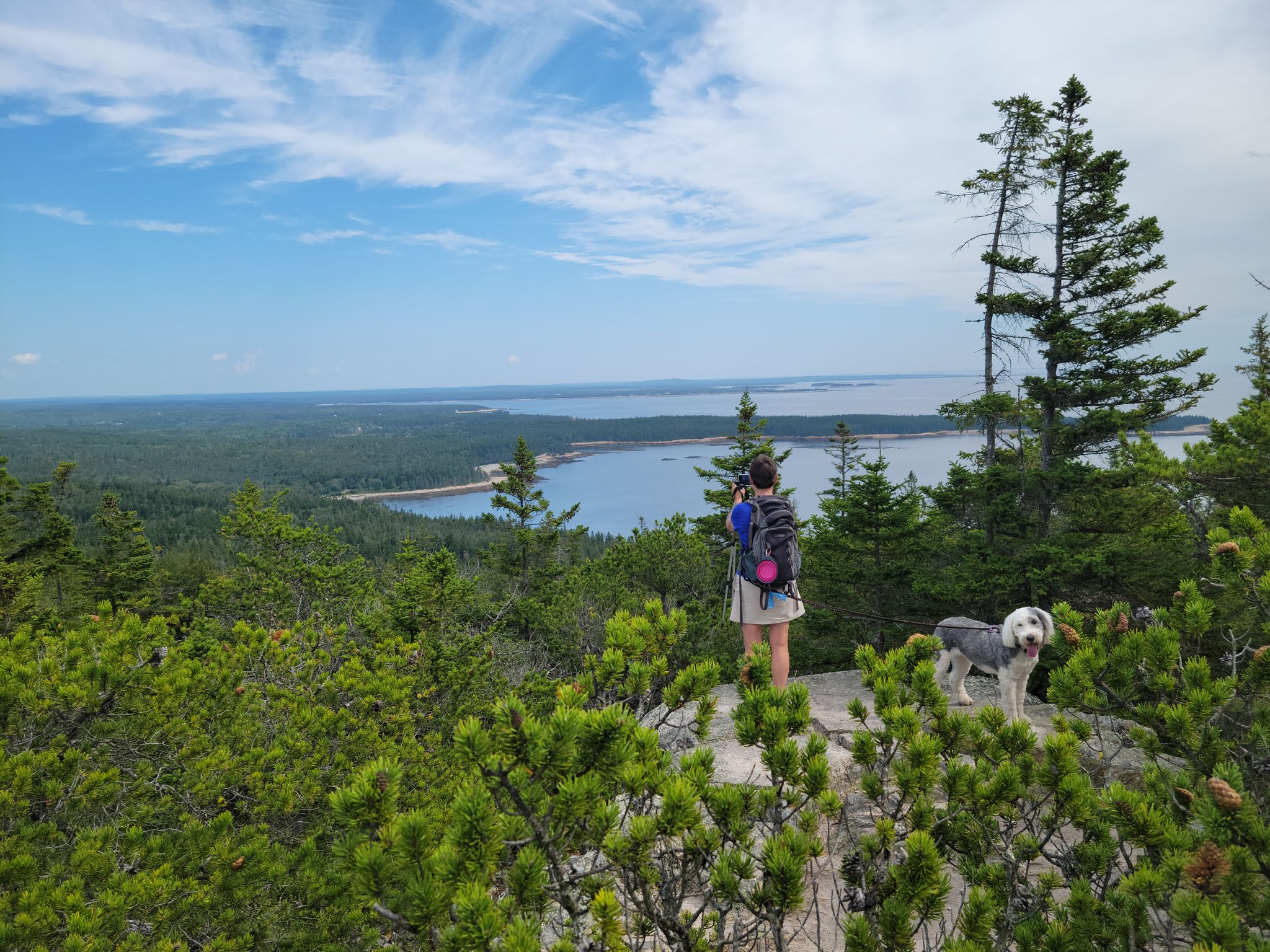 Person and dog on rocky overlook, admiring a vast forest and ocean view. - Anvil, Schoodic Head, and Alder Trail Loop