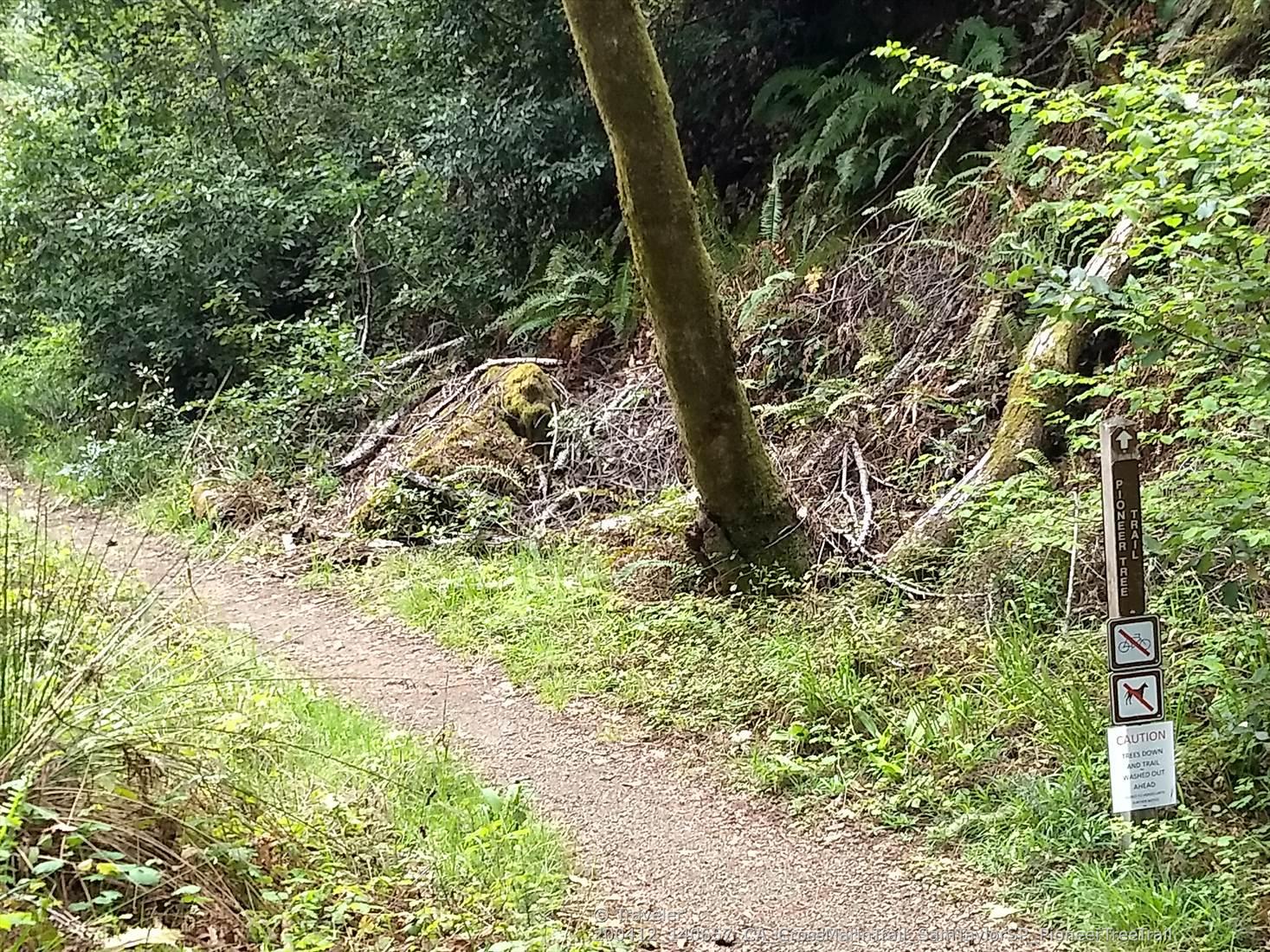 A dirt trail forks, surrounded by dense green foliage and trees.