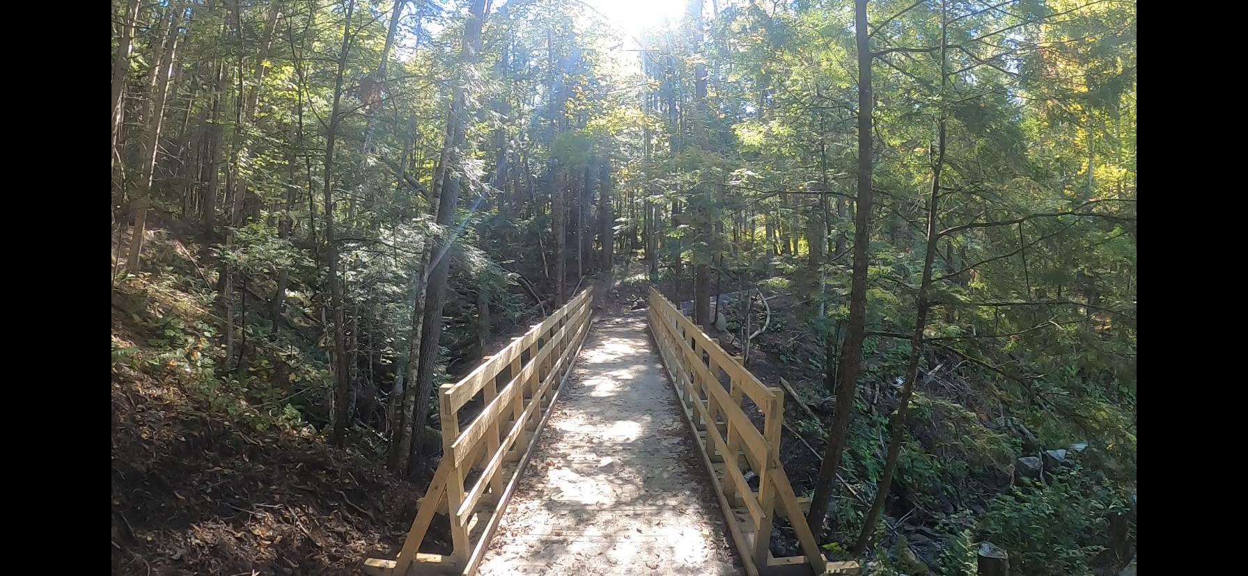 A wooden boardwalk bridge extends through a sunny, dense green forest.