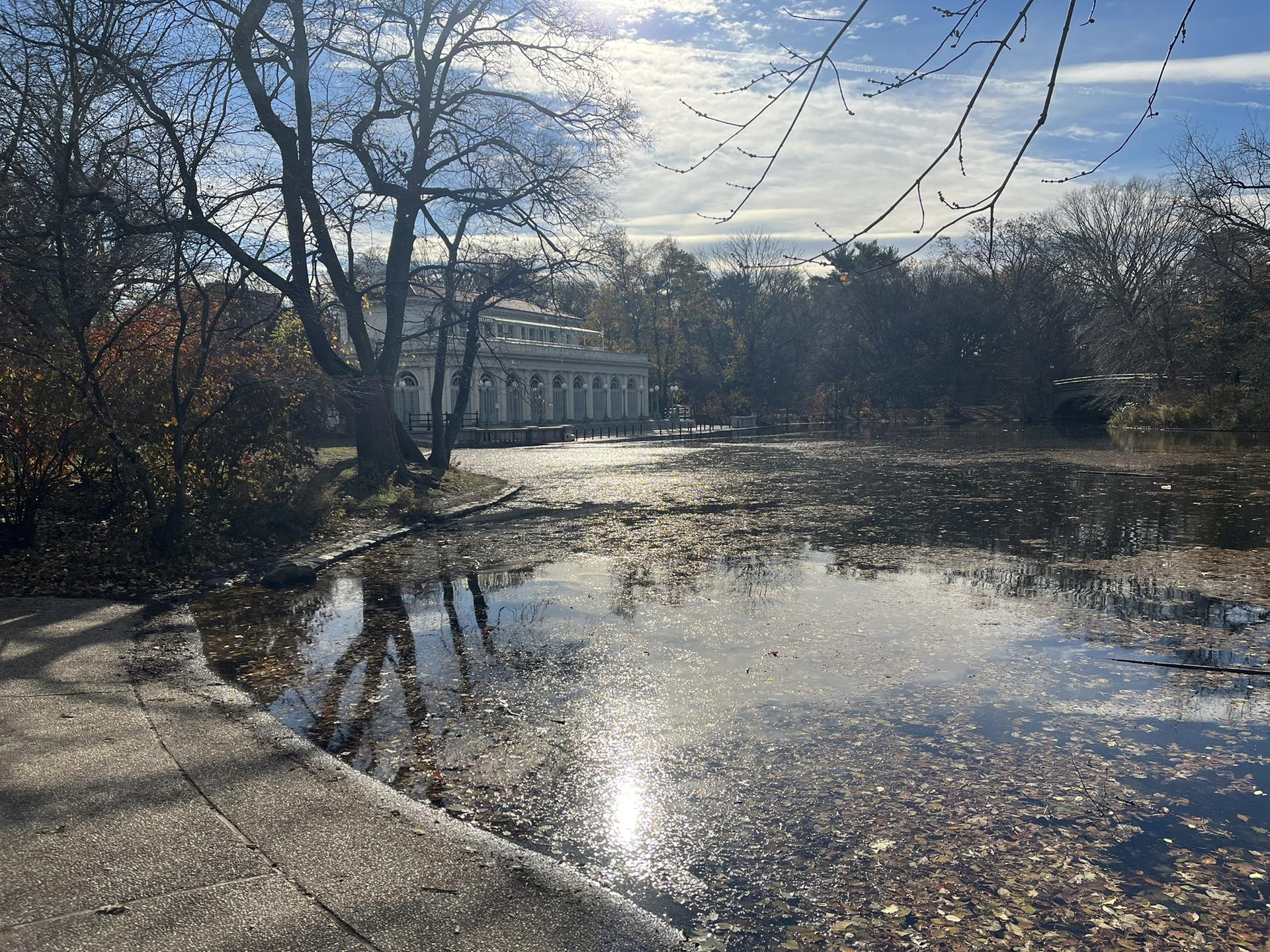Sunlit pond with fallen leaves, a classical building, and bare trees.