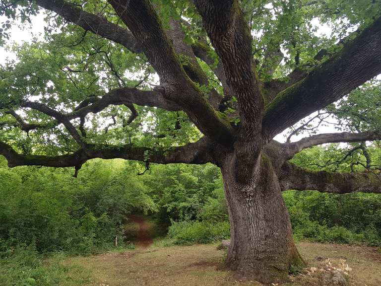 Old Tree (100+ year old Oak Tree) MountainbikeTouren und Trails komoot
