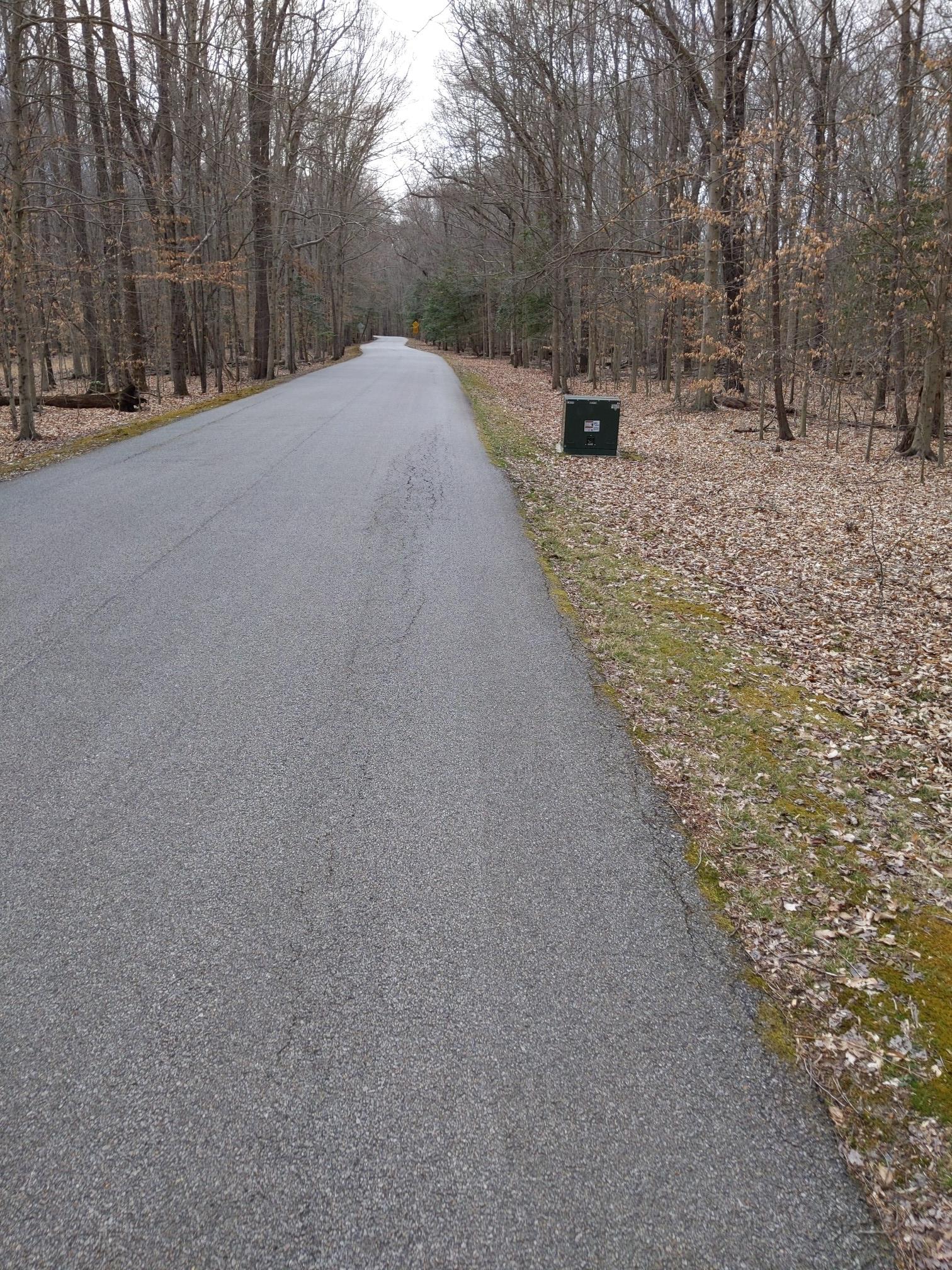 A paved road through a bare forest on an overcast day.