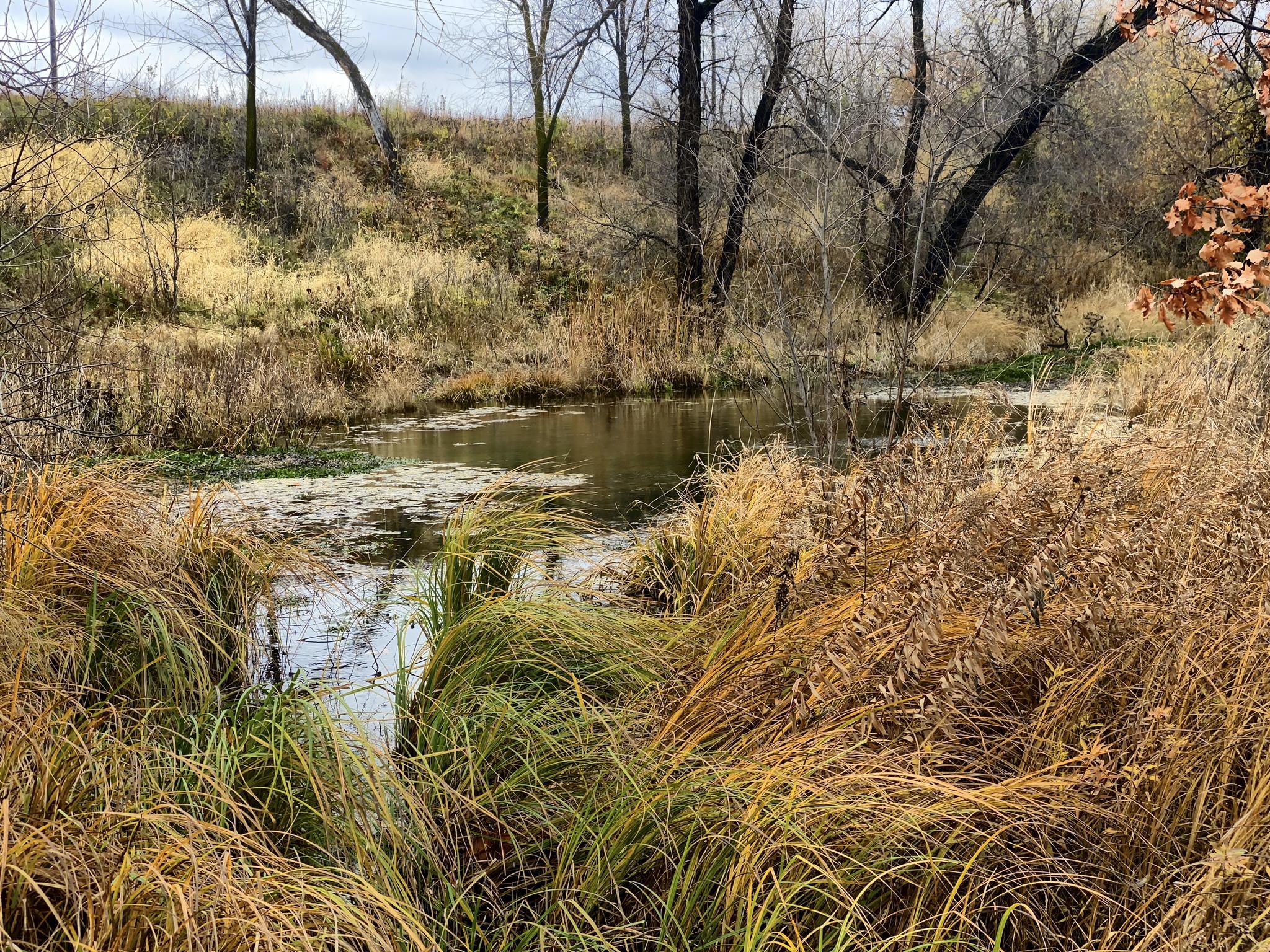 Overcast view of a murky pond surrounded by tall, dry grass and bare trees.