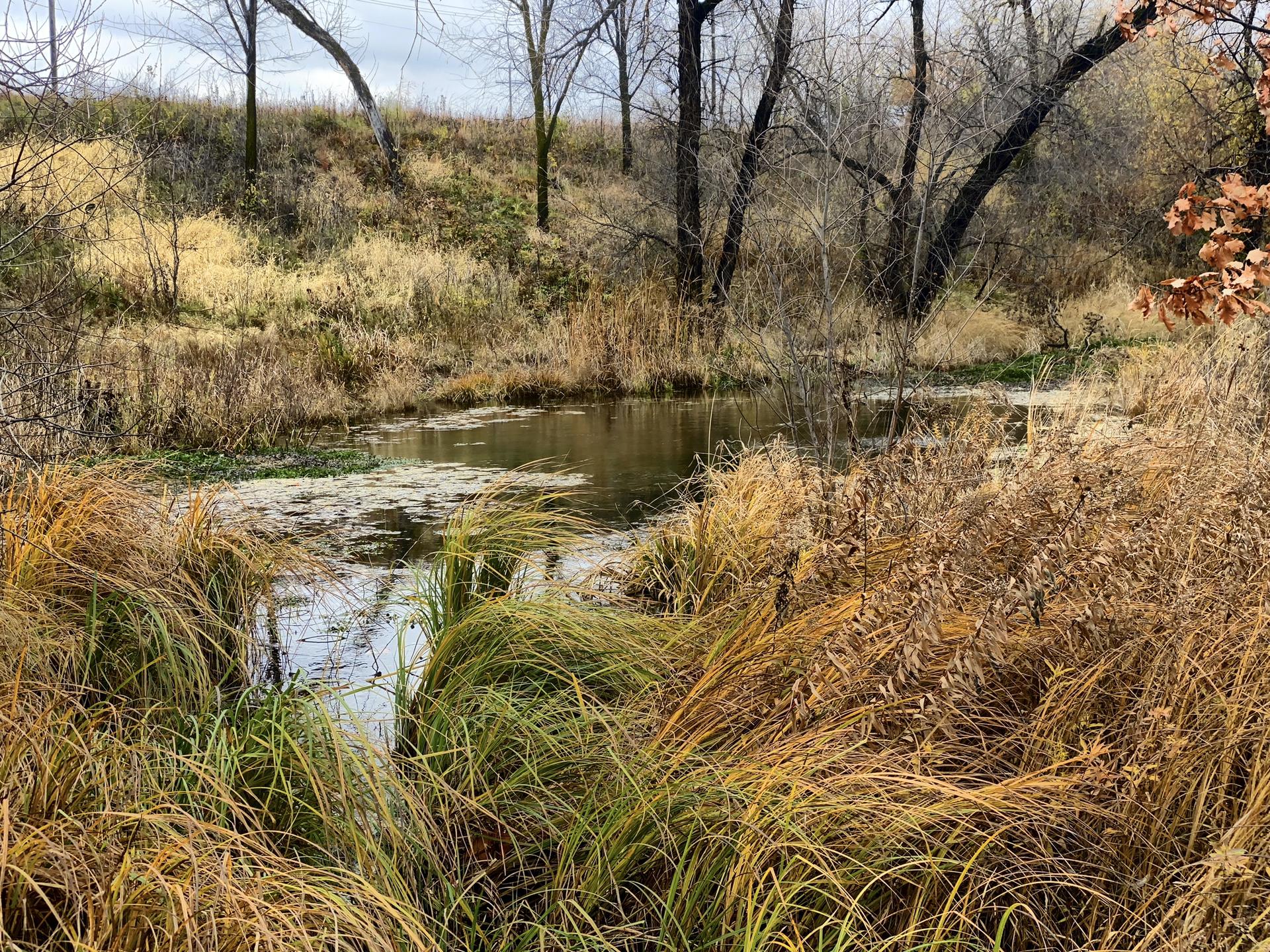 Overcast view of a murky pond surrounded by tall, dry grass and bare trees.