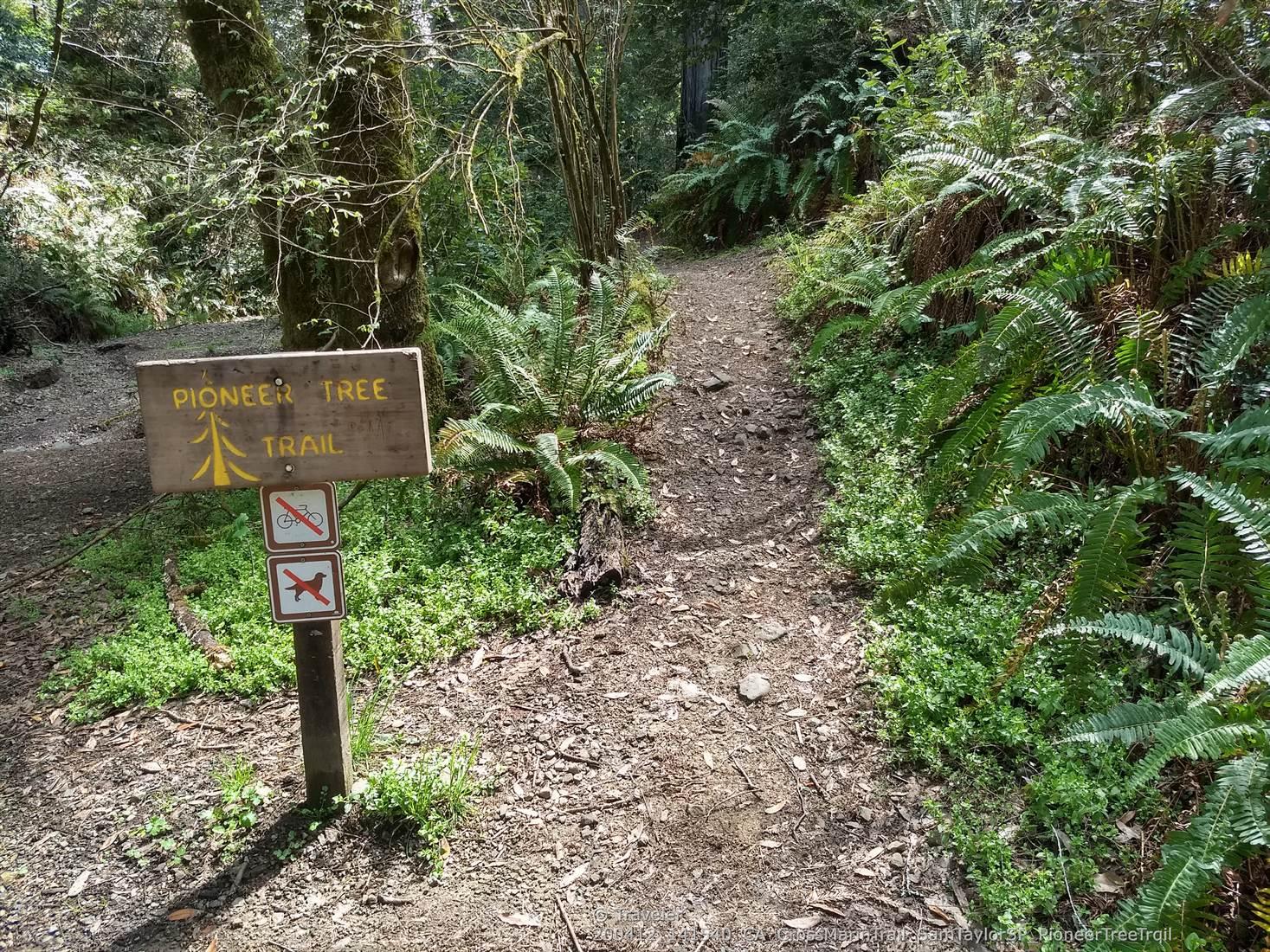 A wooden trail sign stands beside a sunlit dirt path through ferns.