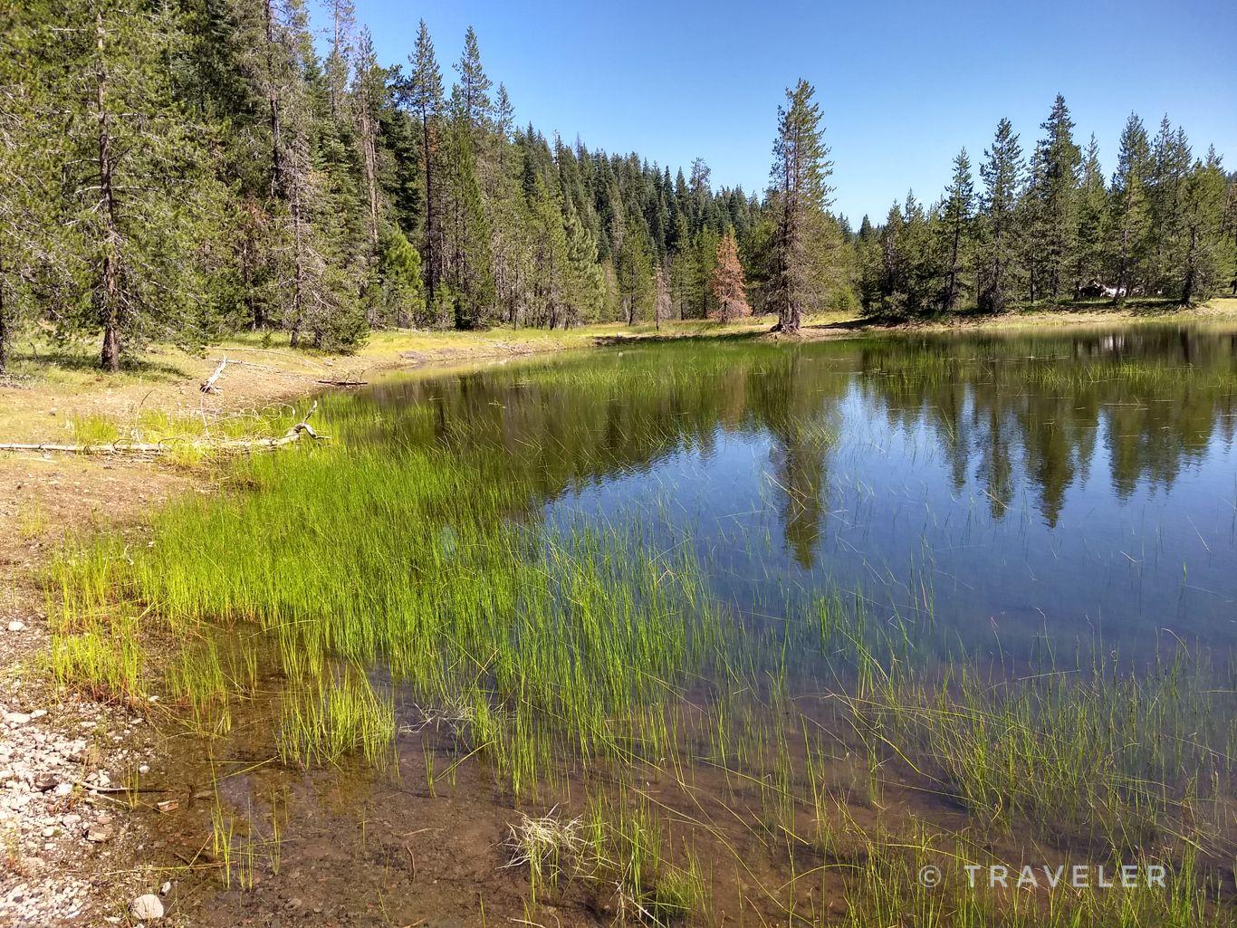 Calm lake with green reeds and reflections of a surrounding forest.