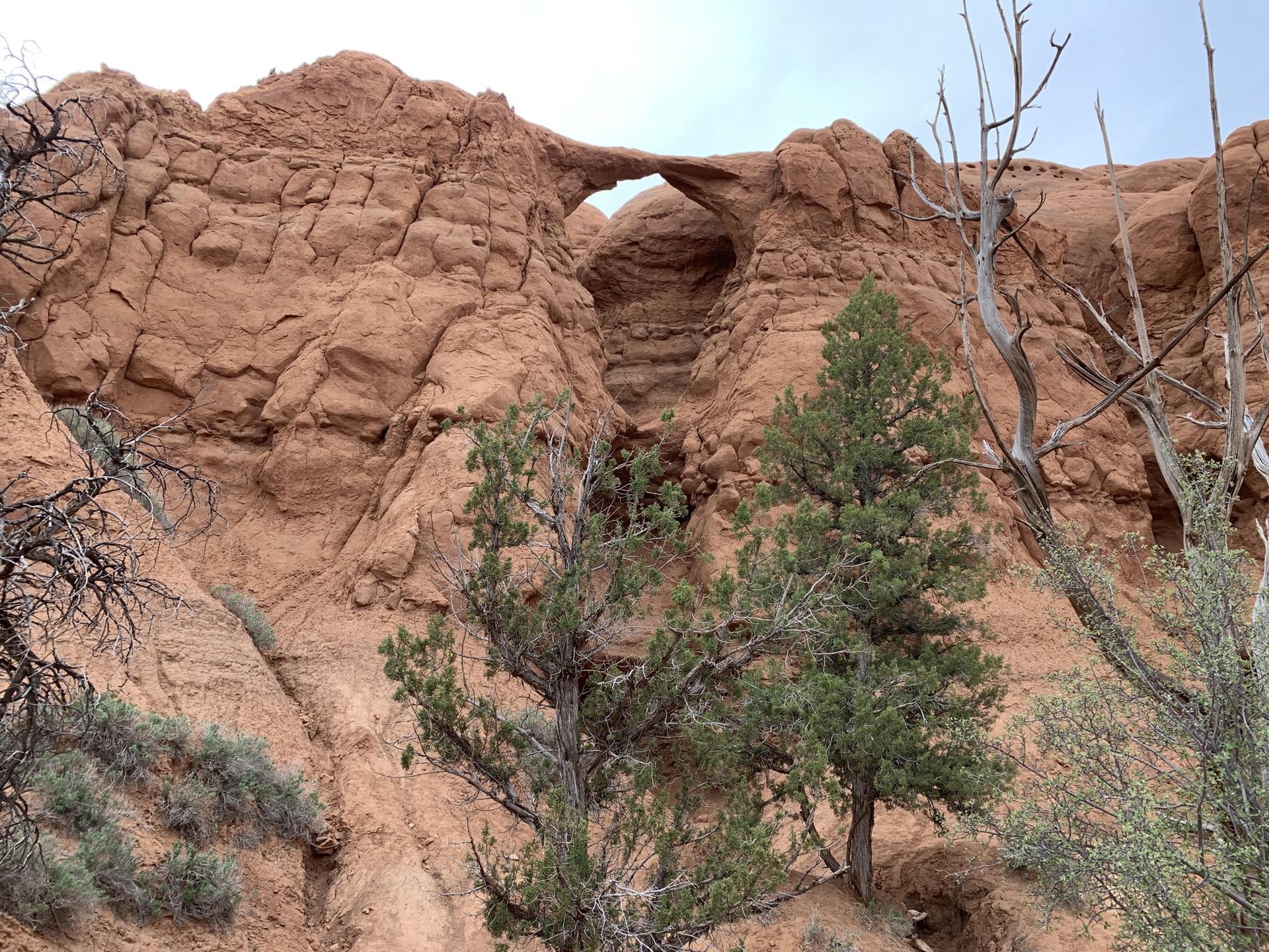 A natural rock arch high in a red rock cliff with green trees.