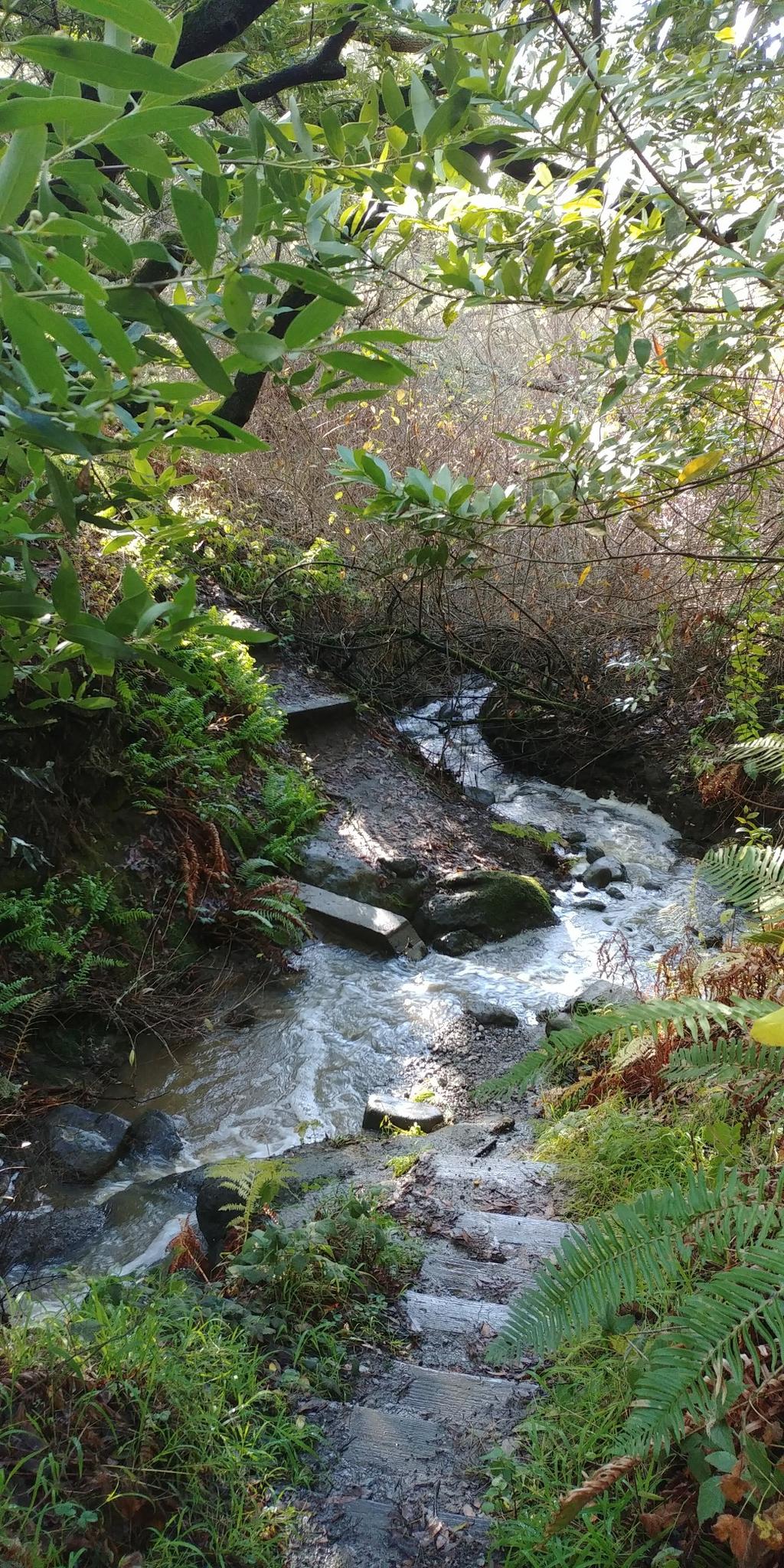Small stream cascading over rocks through lush green foliage in dappled light.