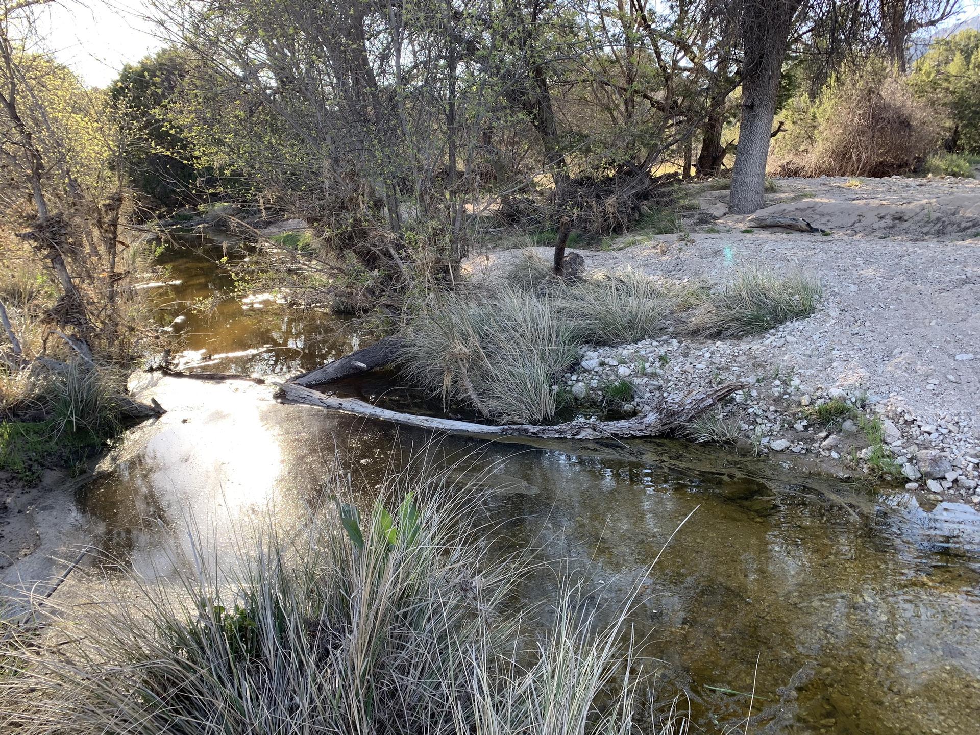 Sunny stream with a fallen log and green vegetation on its banks.