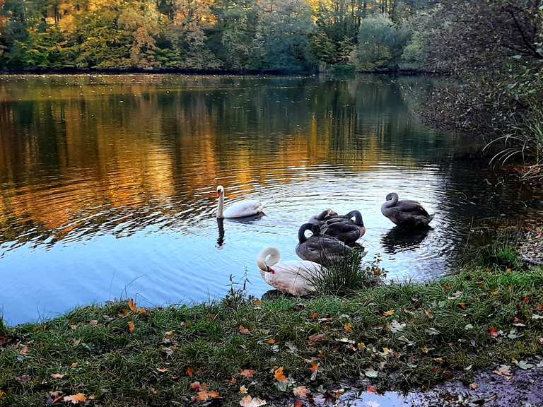 Reinhardsbrunner Teiche Mountain Bike Trails & Tracks Komoot