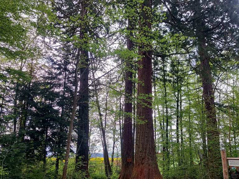 Mammutbäume in Sulz am Neckar - Sulz am Neckar, Rottweil