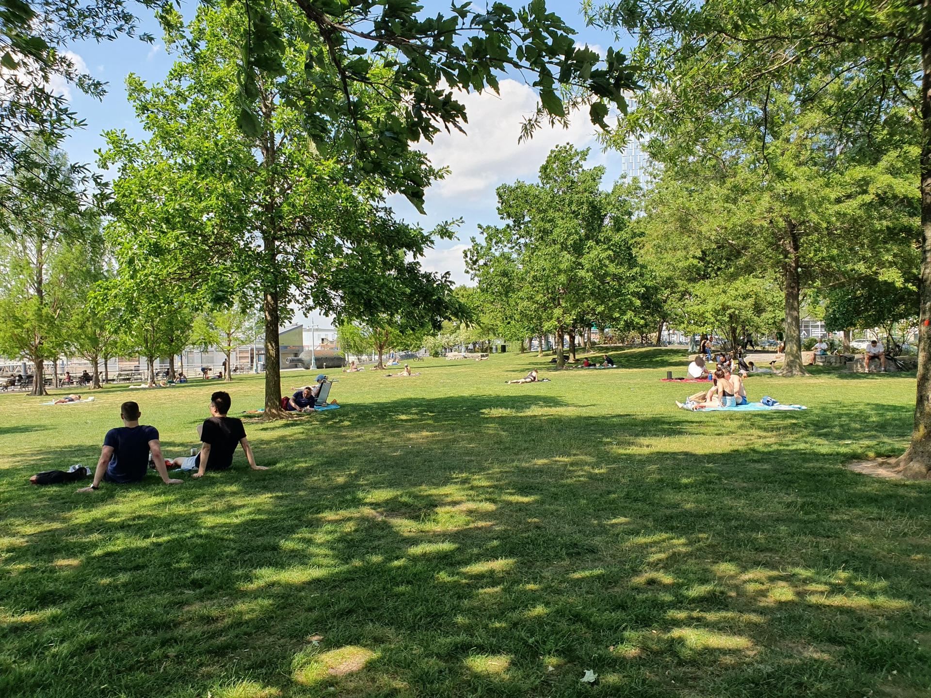 People relaxing on a sunny grassy park under large green trees.