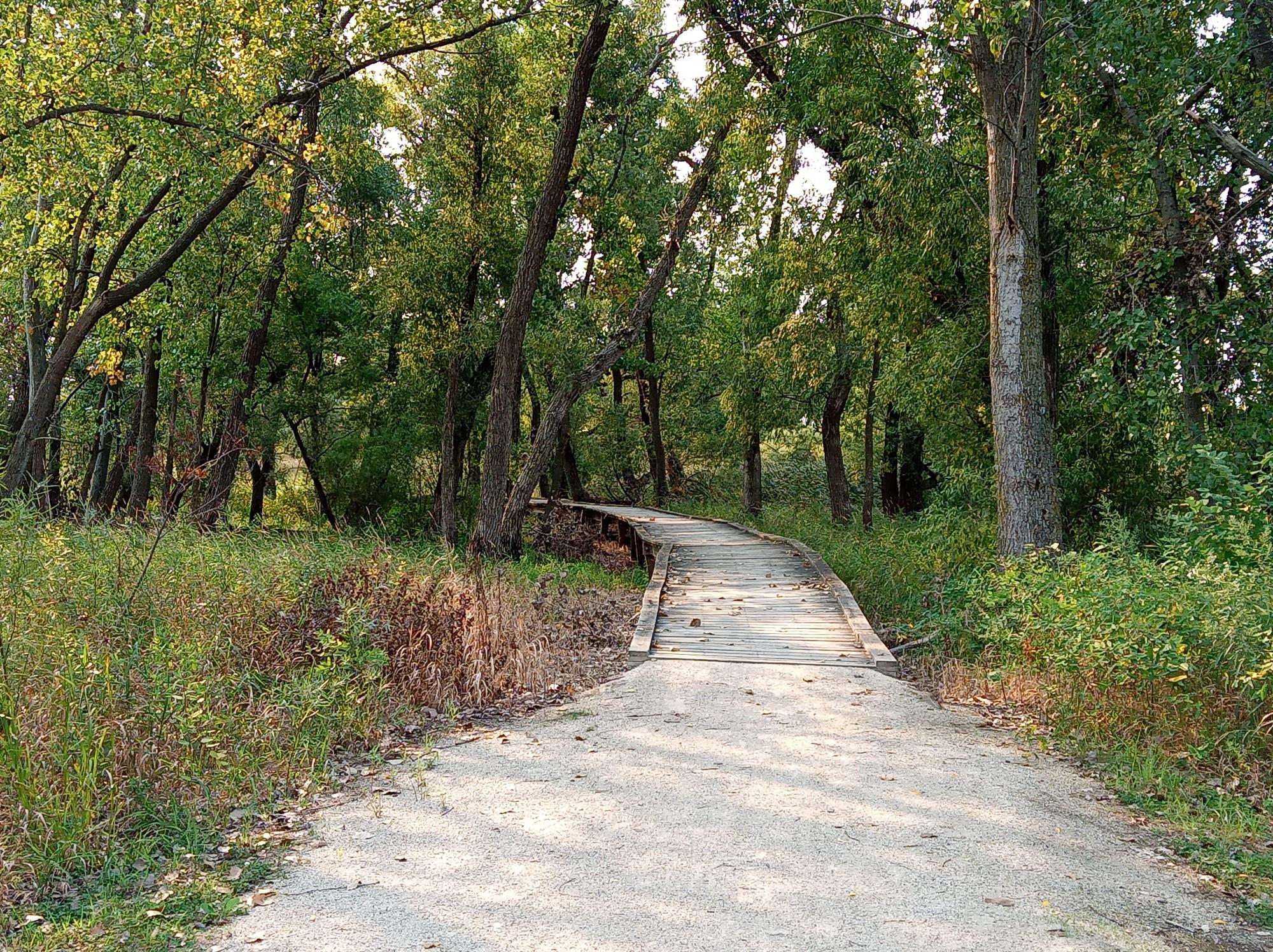 Dirt path leading to a wooden boardwalk through a dense forest.