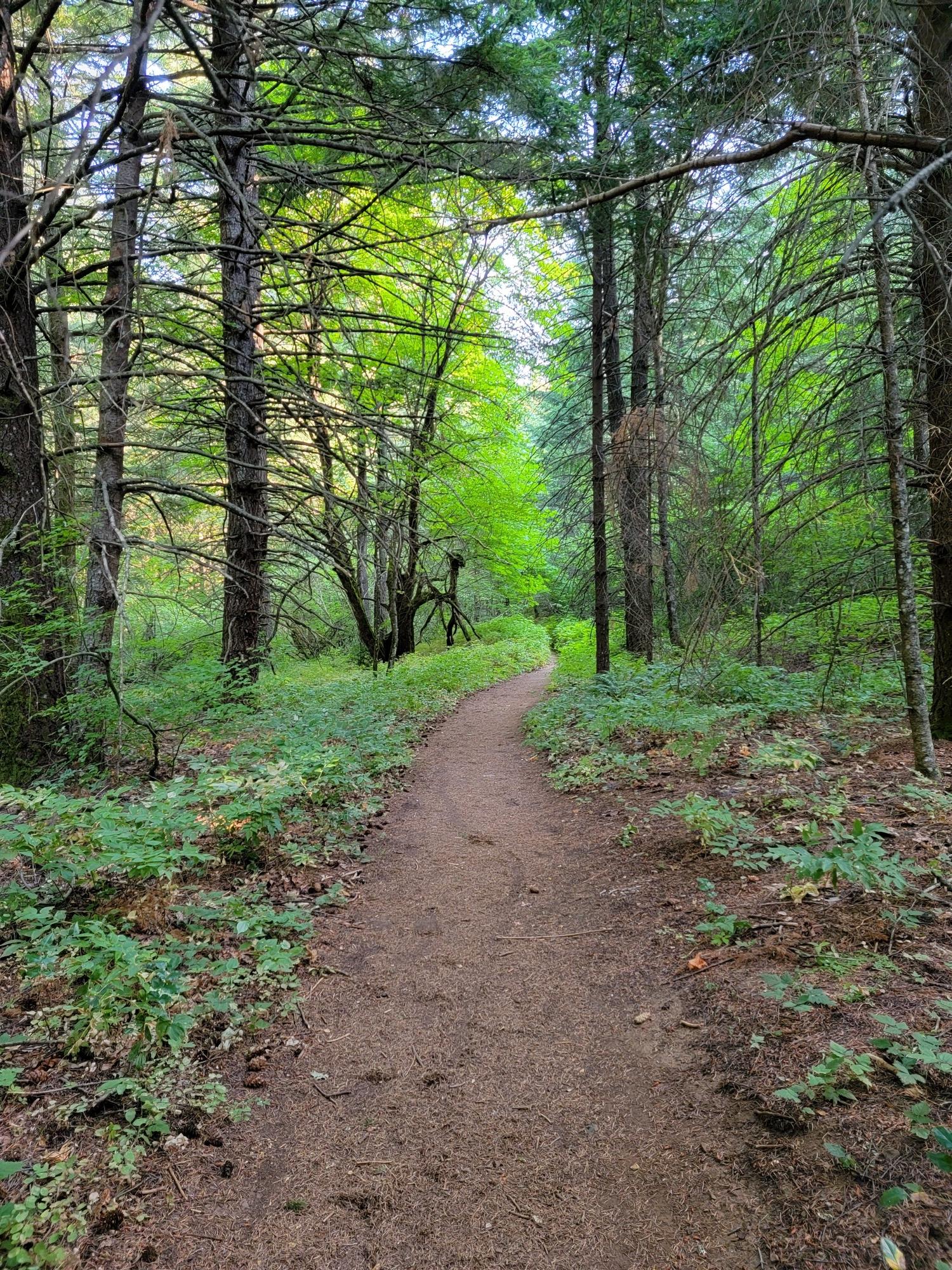A dirt path winds through a lush, sunlit forest with tall trees.