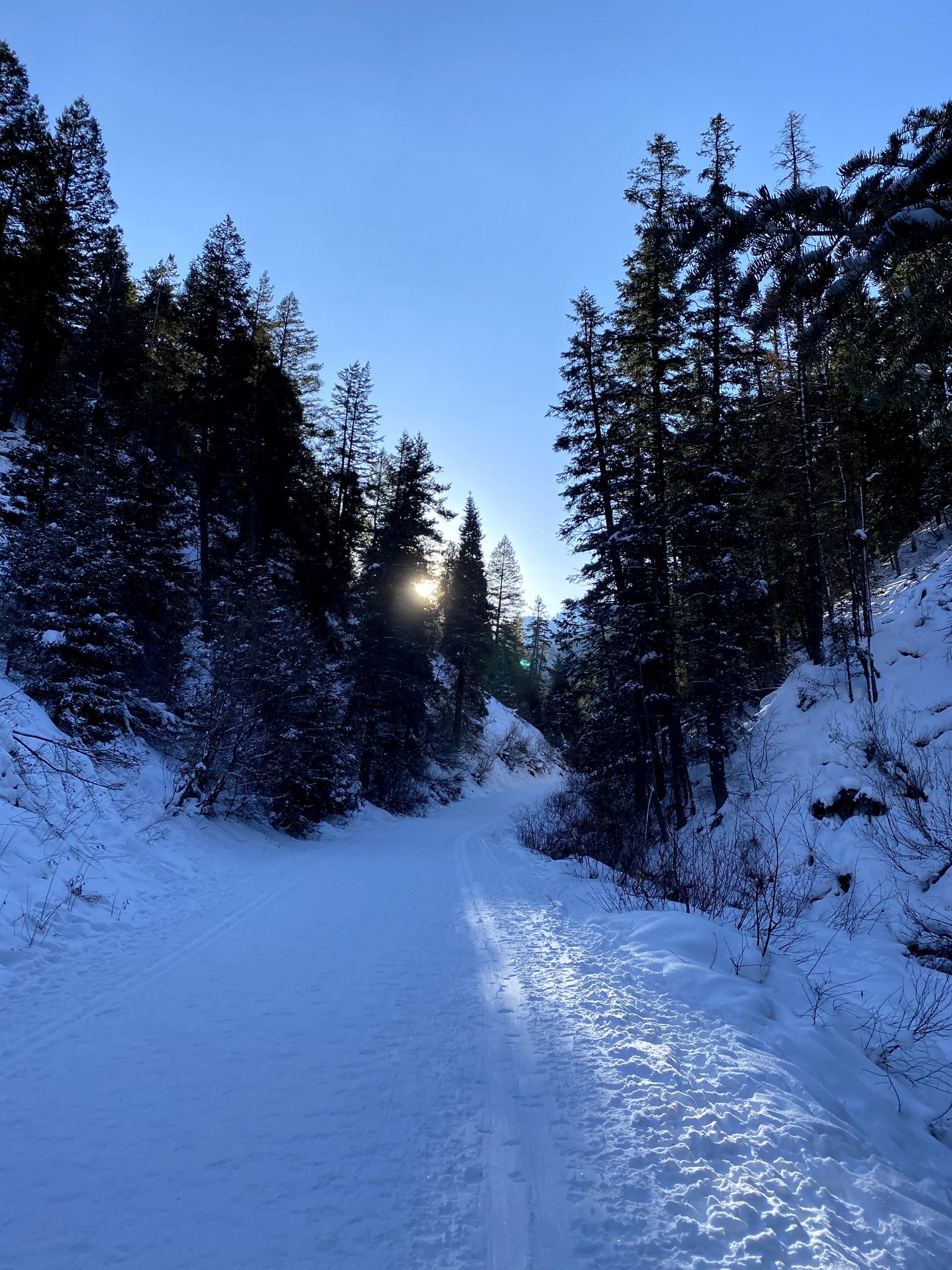 Snowy path through a dense forest with sun shining through trees.
