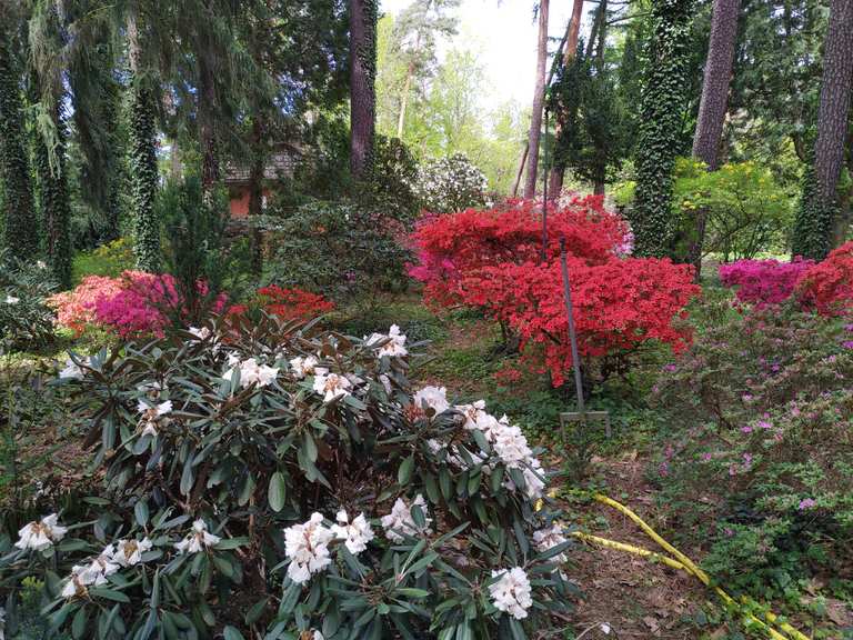 Rhododendron-Grtnerei Seidel  Wander- & Radrouten | Komoot