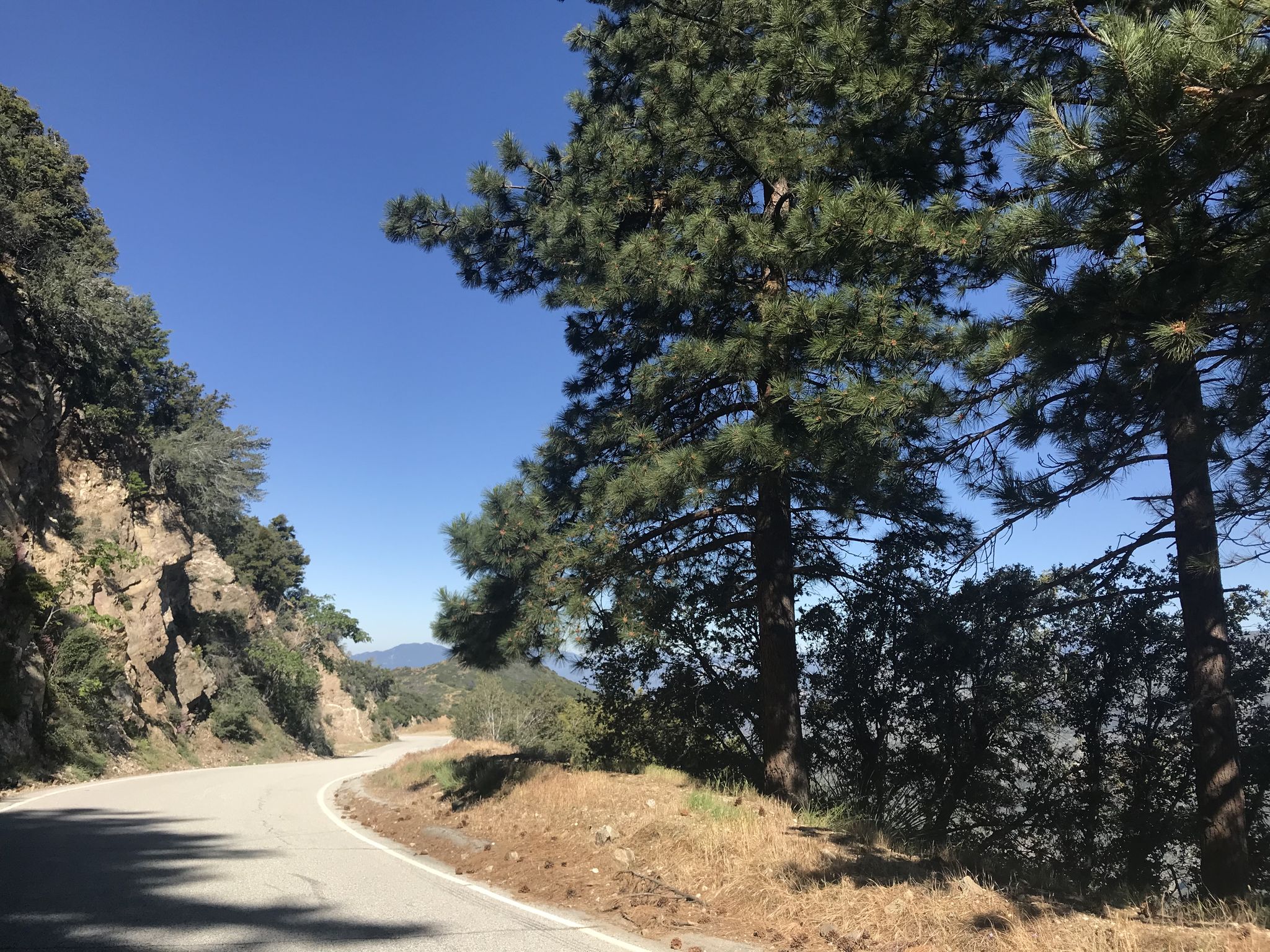 Paved mountain road winding through tall pine trees under a clear blue sky. - Glendora Ridge Road to Mount Baldy Village loop
