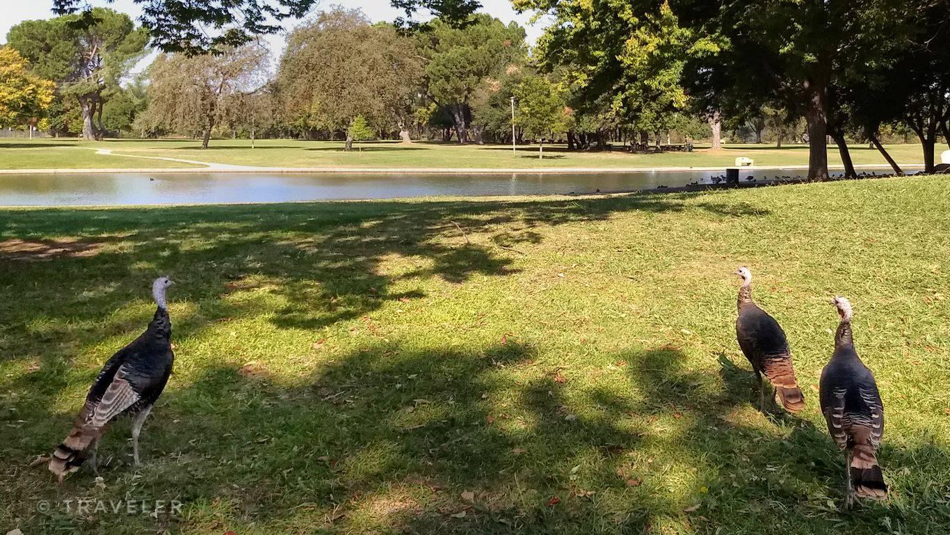 Three wild turkeys stand on a sunny, grassy lawn beside a lake.