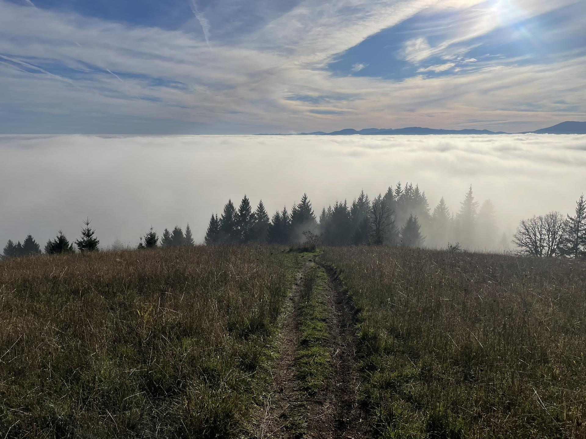 Grassy path leading to a forest above a sea of clouds.