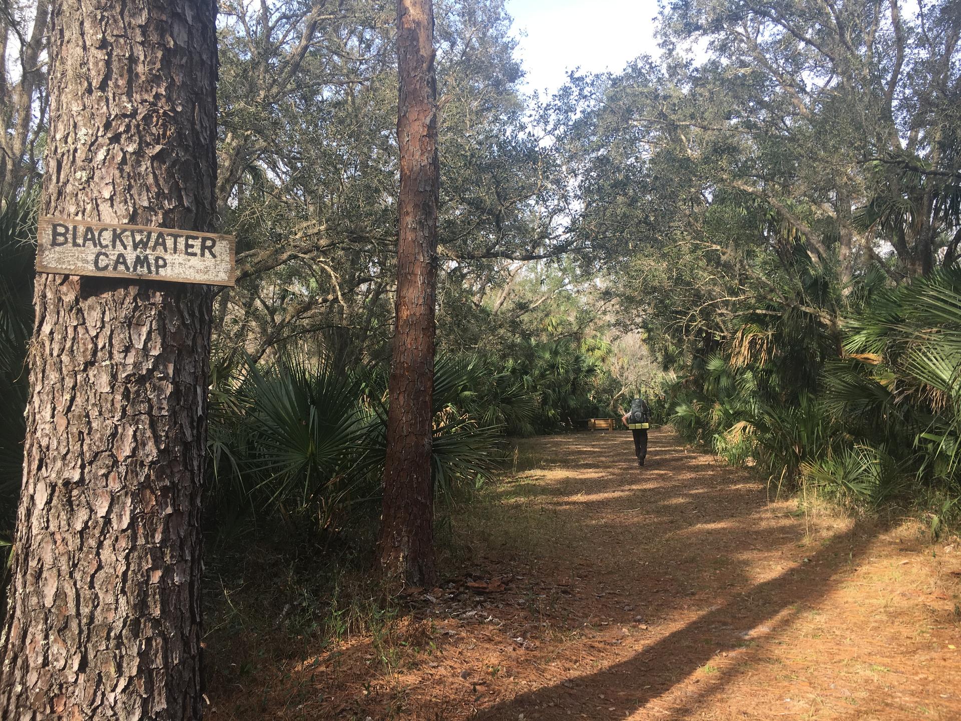 A person walks down a sunny forest path lined with trees and palmettos.