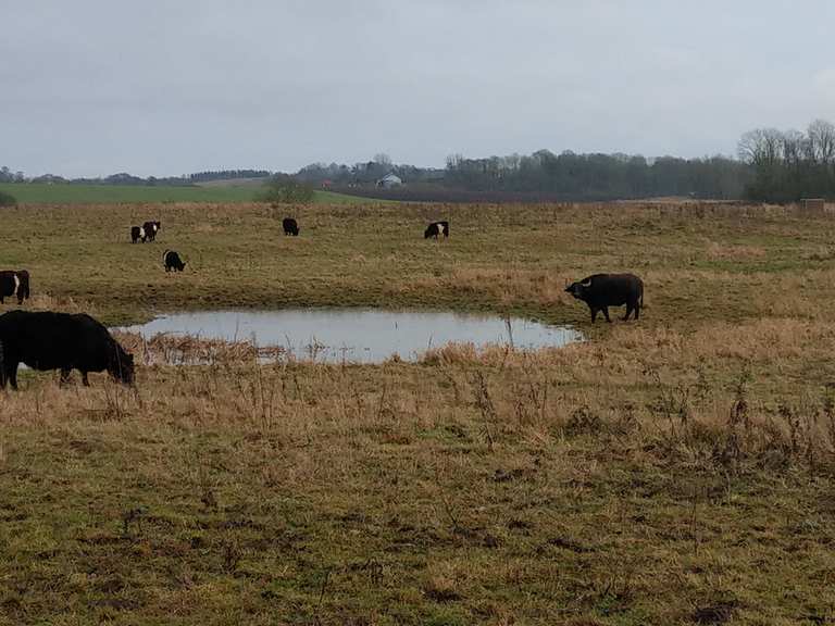 Rewilding Projekt i Gelding-Kasted Mose - Aarhus, Denmark | Hiking Tips ...