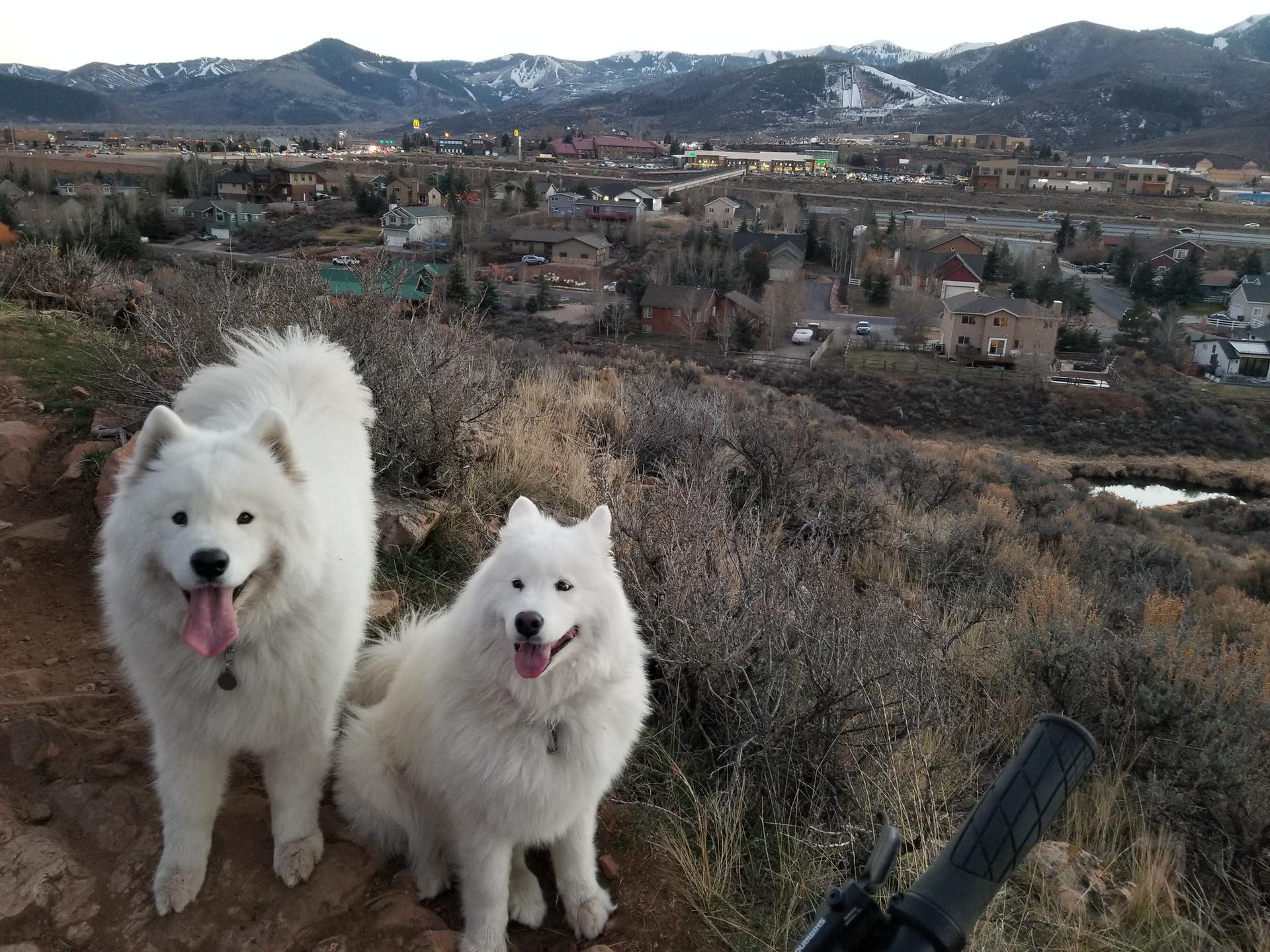 Two fluffy white dogs on a hill overlooking a town and mountains.