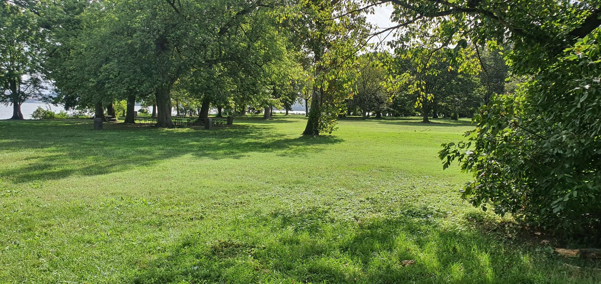 Sunny green field with large trees and water in the background.
