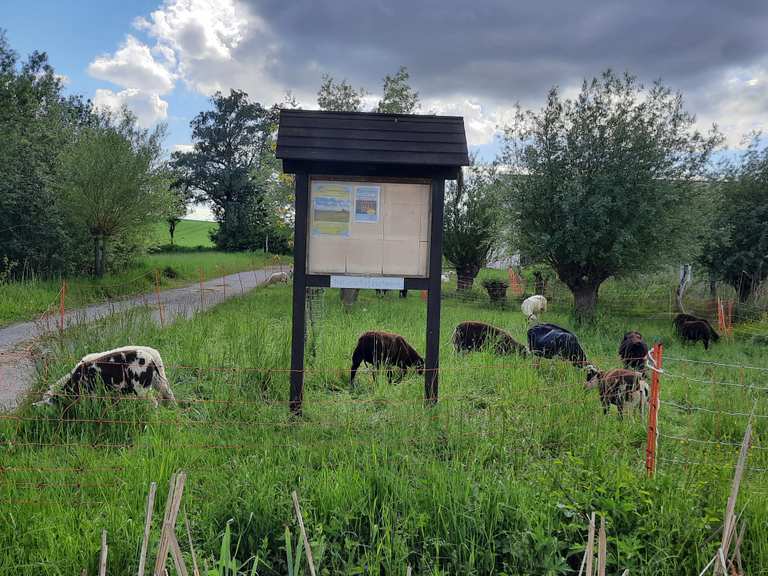 Reinheimer Teich Störche Radweg zum Reinheim Teich Runde von Reinheim