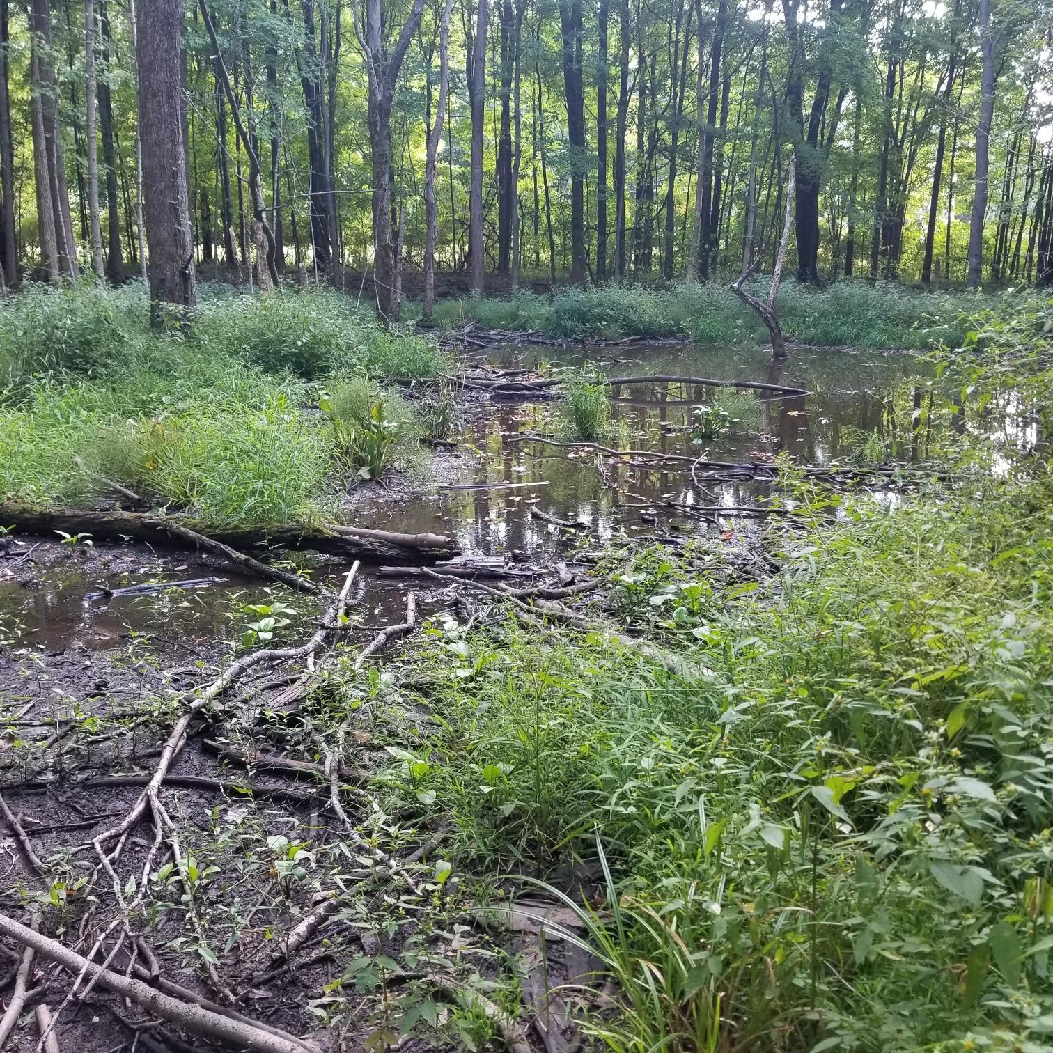 A lush, green swampy forest with standing water and fallen logs.