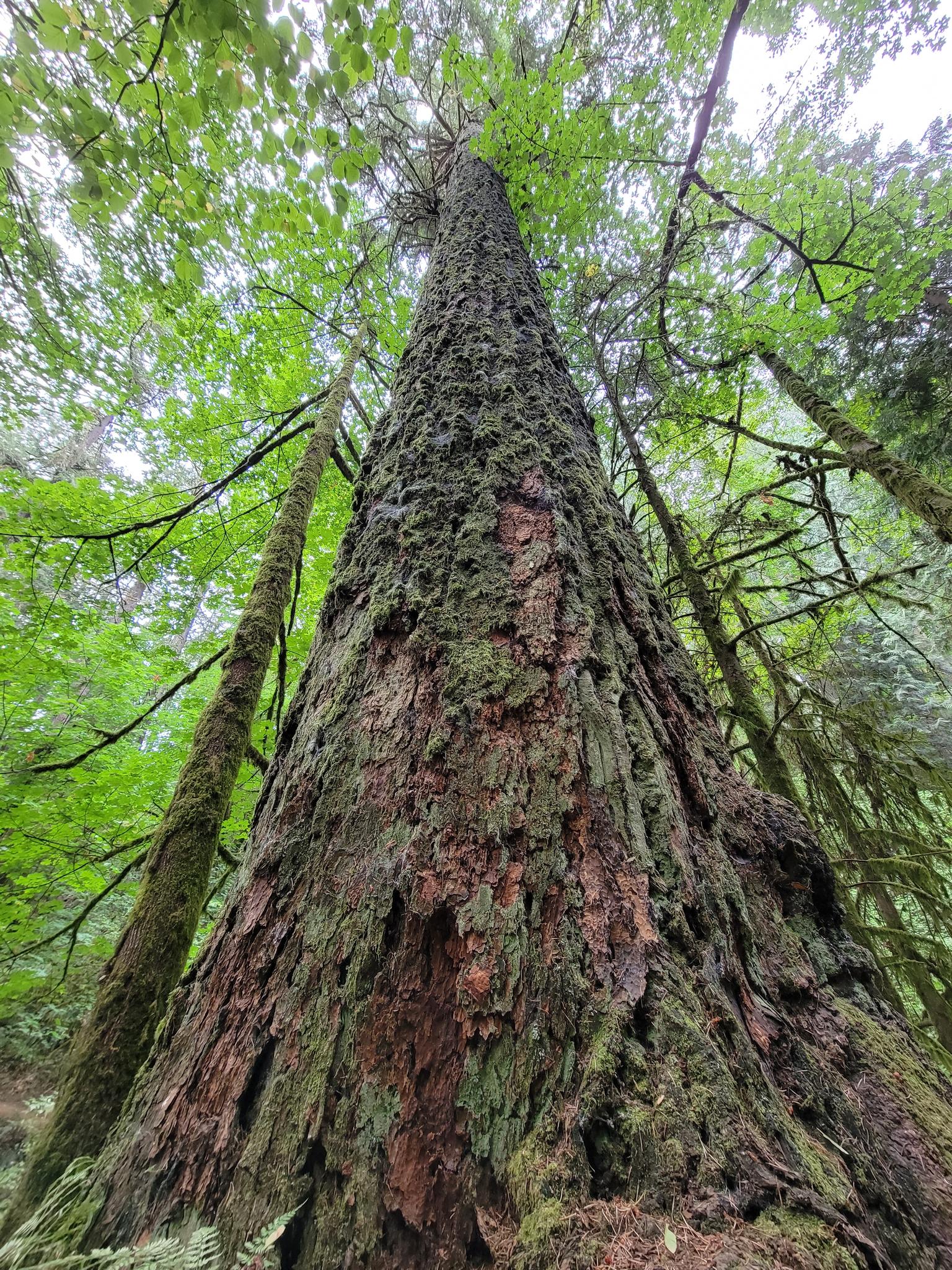 Upward view of a massive, moss-covered tree trunk reaching into a bright canopy.